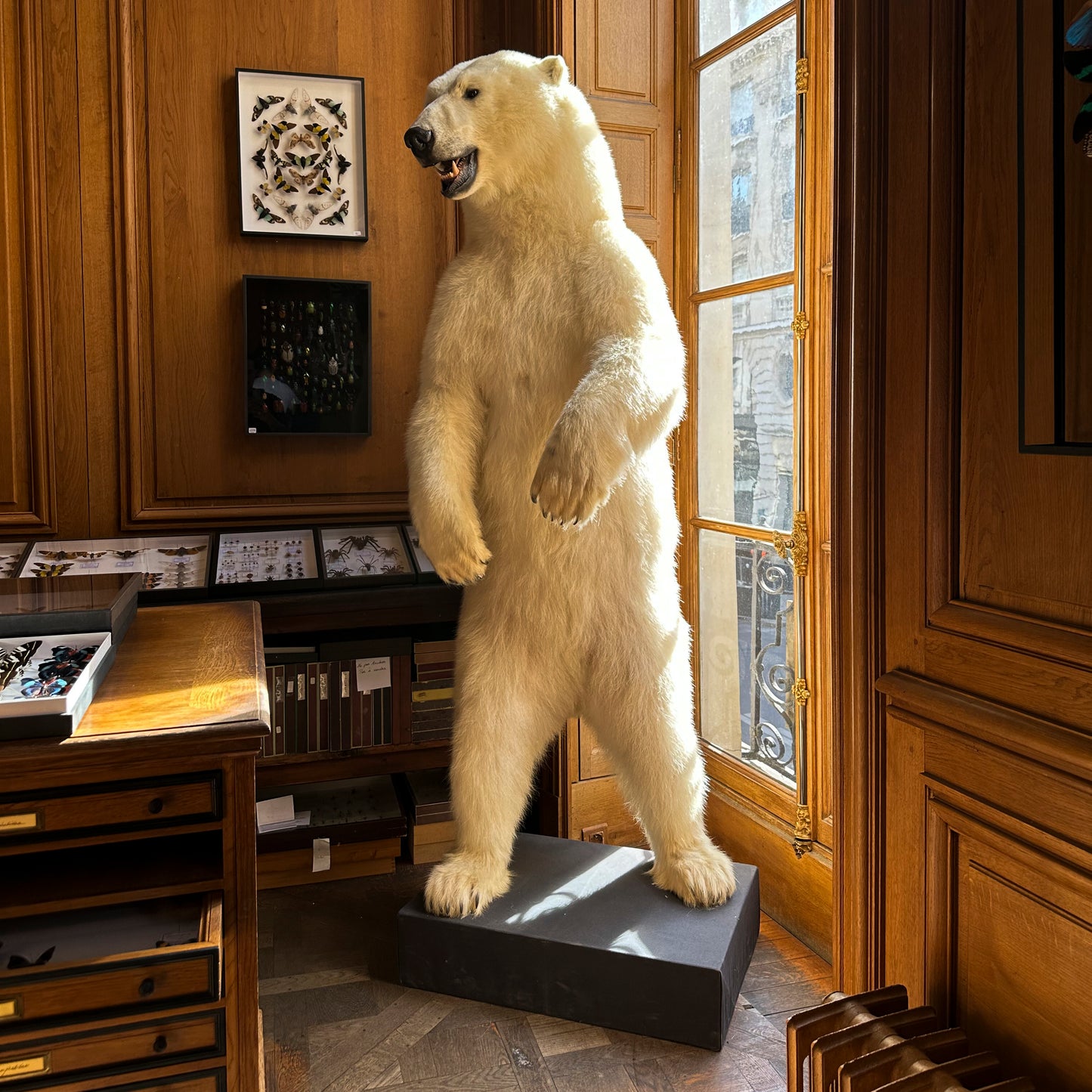 Polar bear