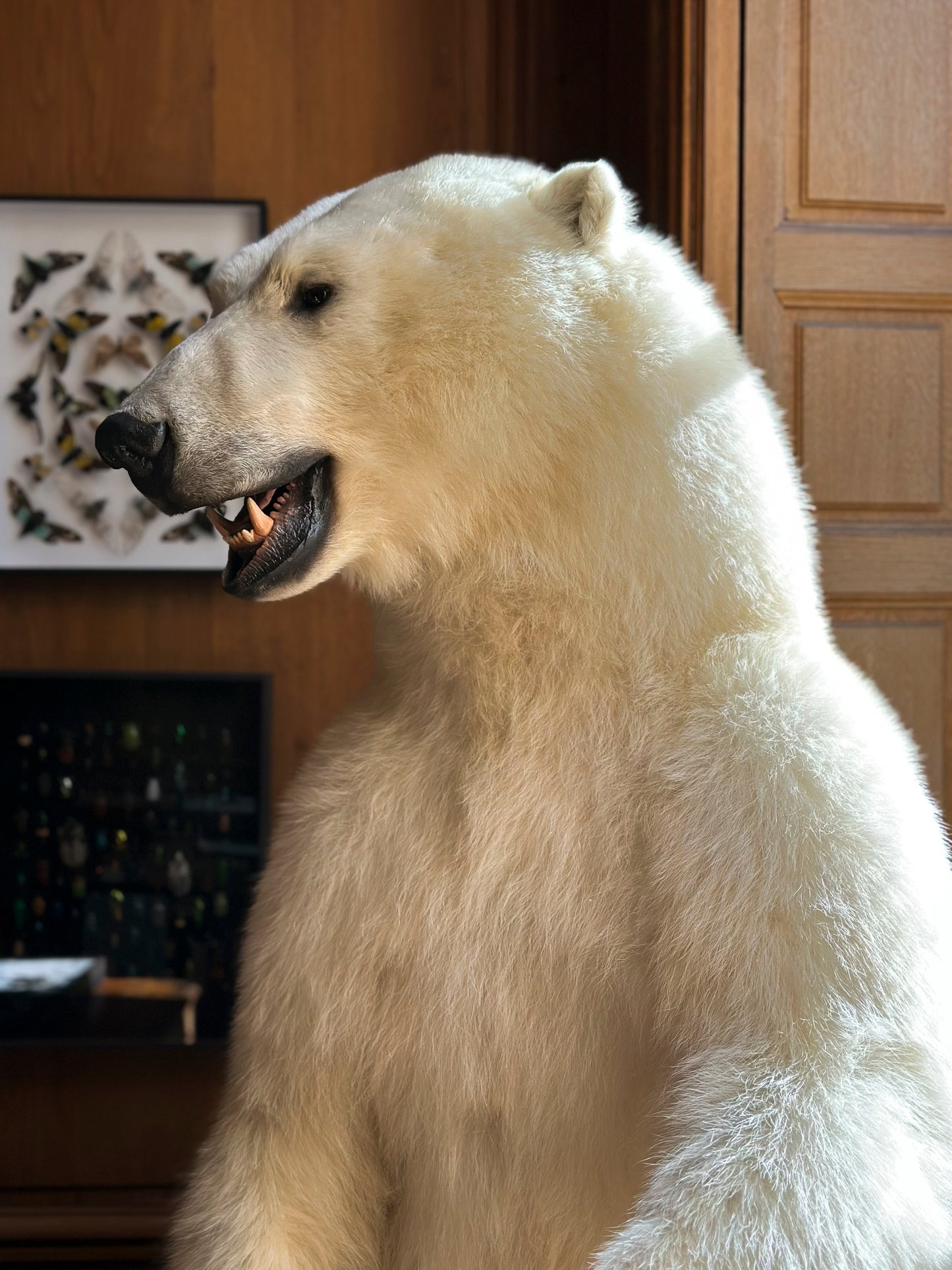 Polar bear