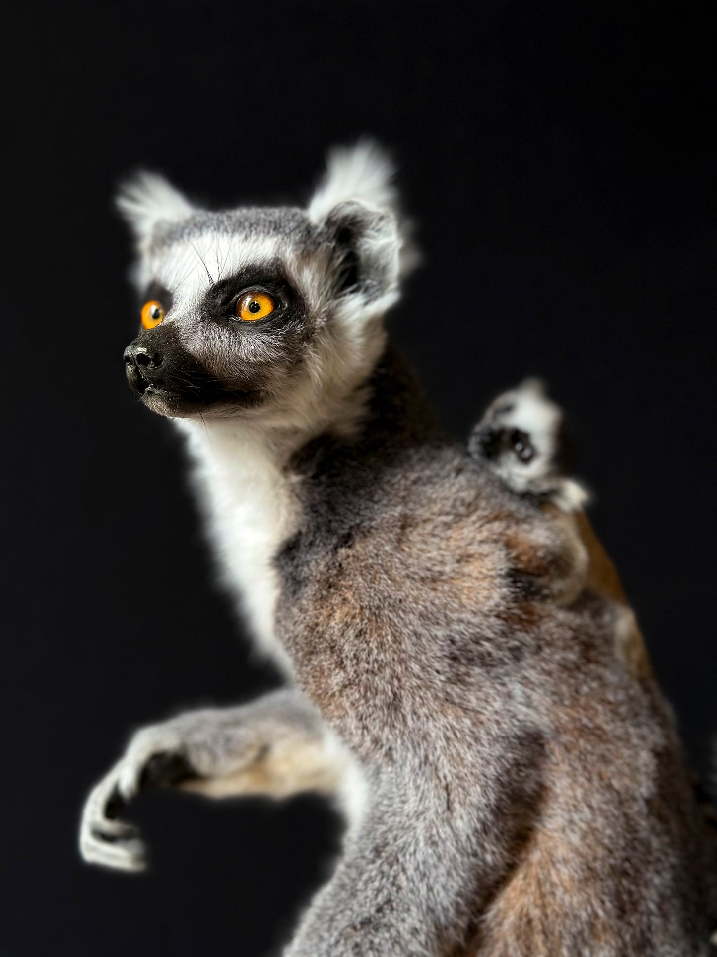 Lemur catta and juvenile