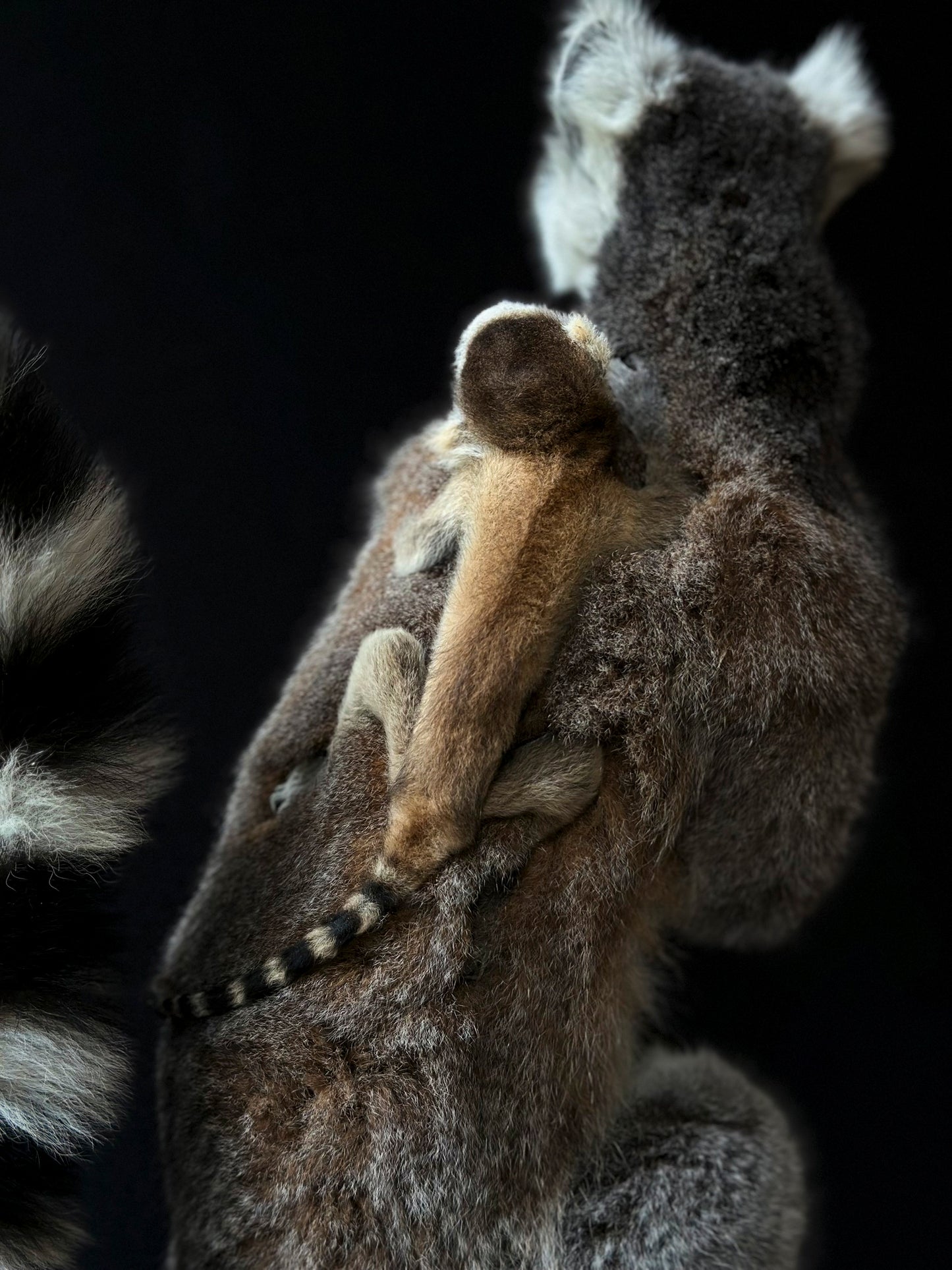 Lemur catta and juvenile