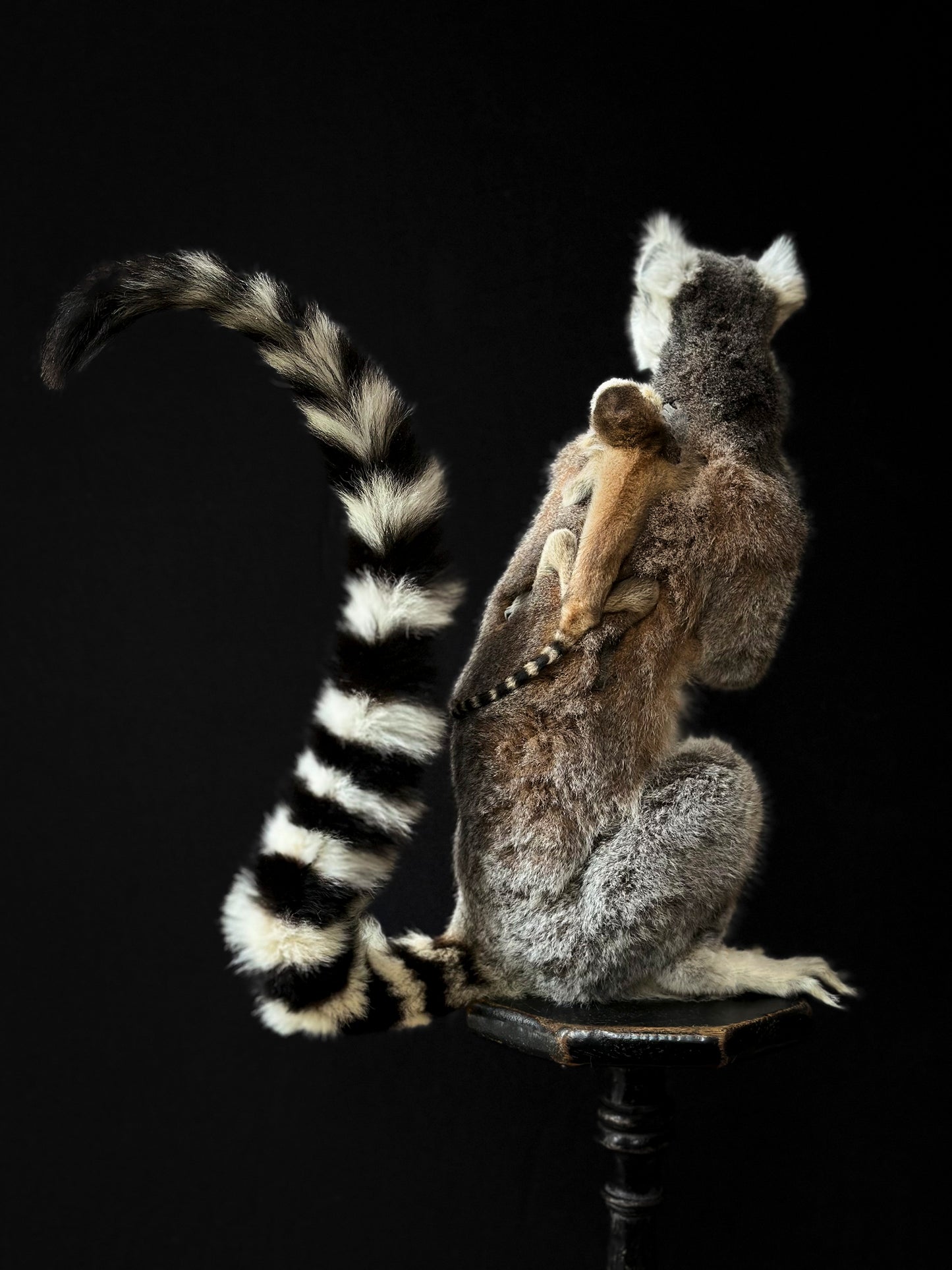 Lemur catta and juvenile