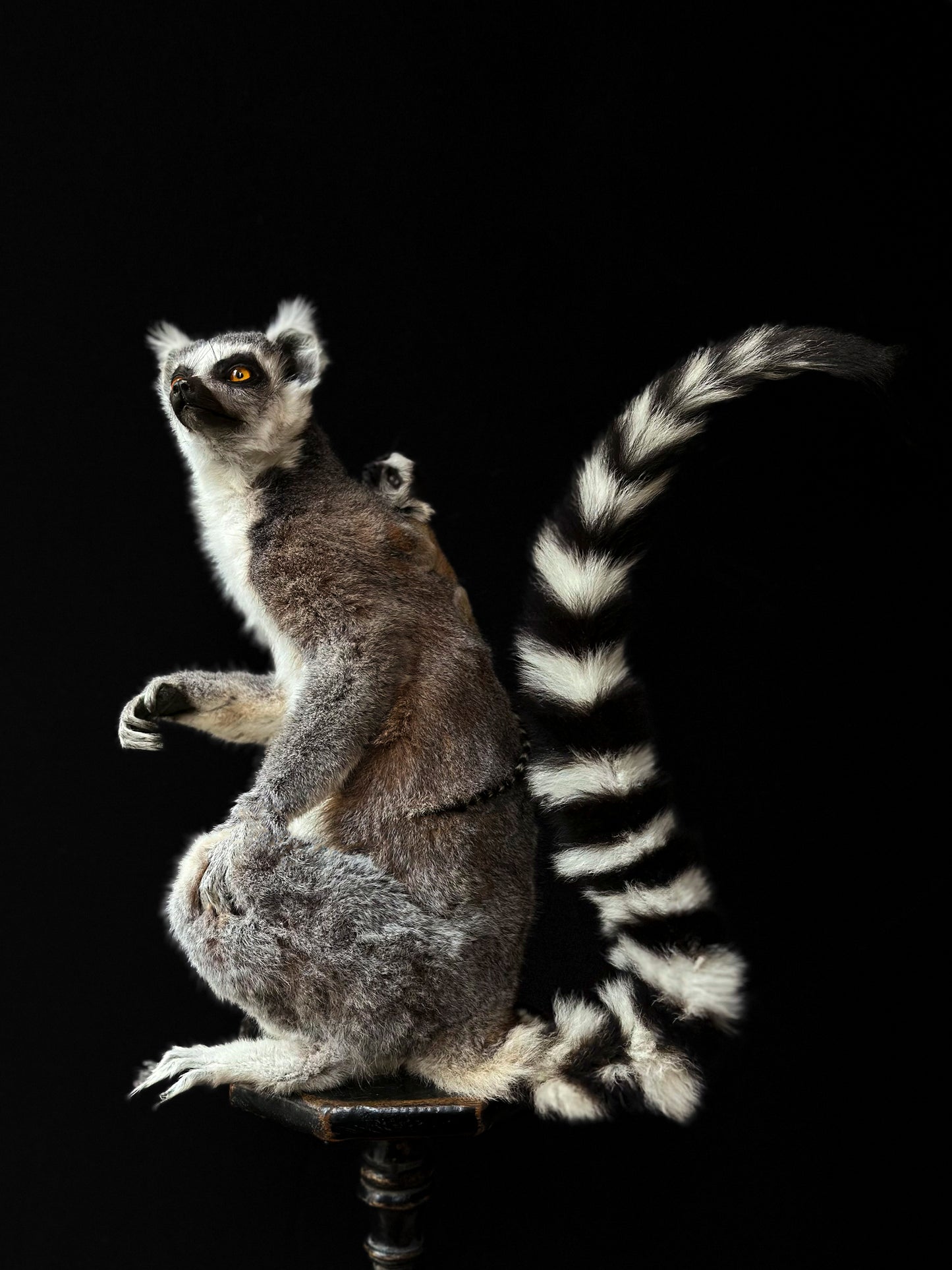 Lemur catta and juvenile