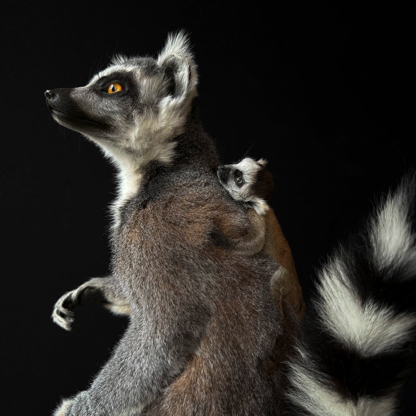 Lemur catta and juvenile