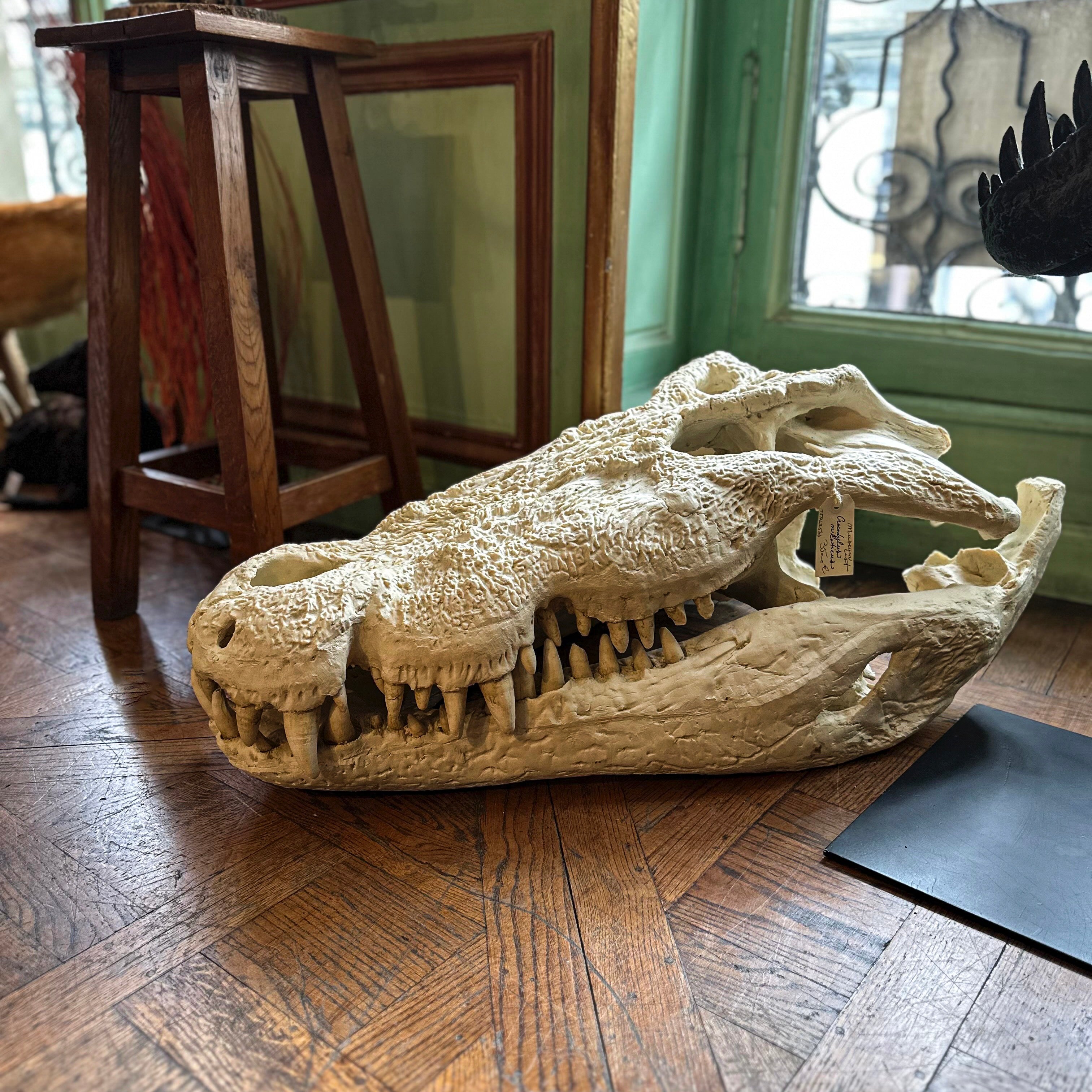 貴重！迫力サイス！ 頭骨 crocodile） （Nile ナイルワニ 51ｃｍ 置物