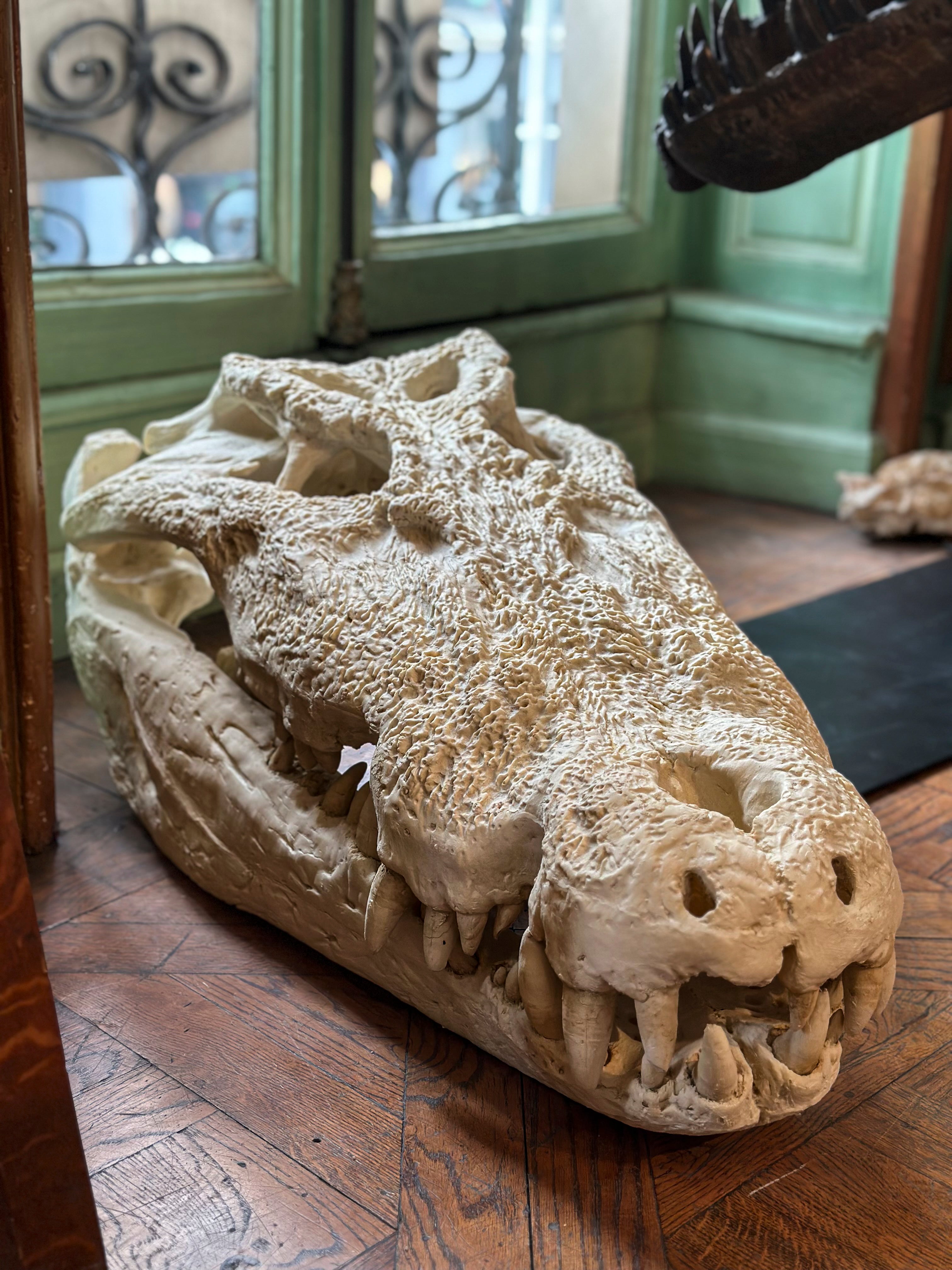 Giant Nile Crocodile Skull, Museum Replica – Deyrolle
