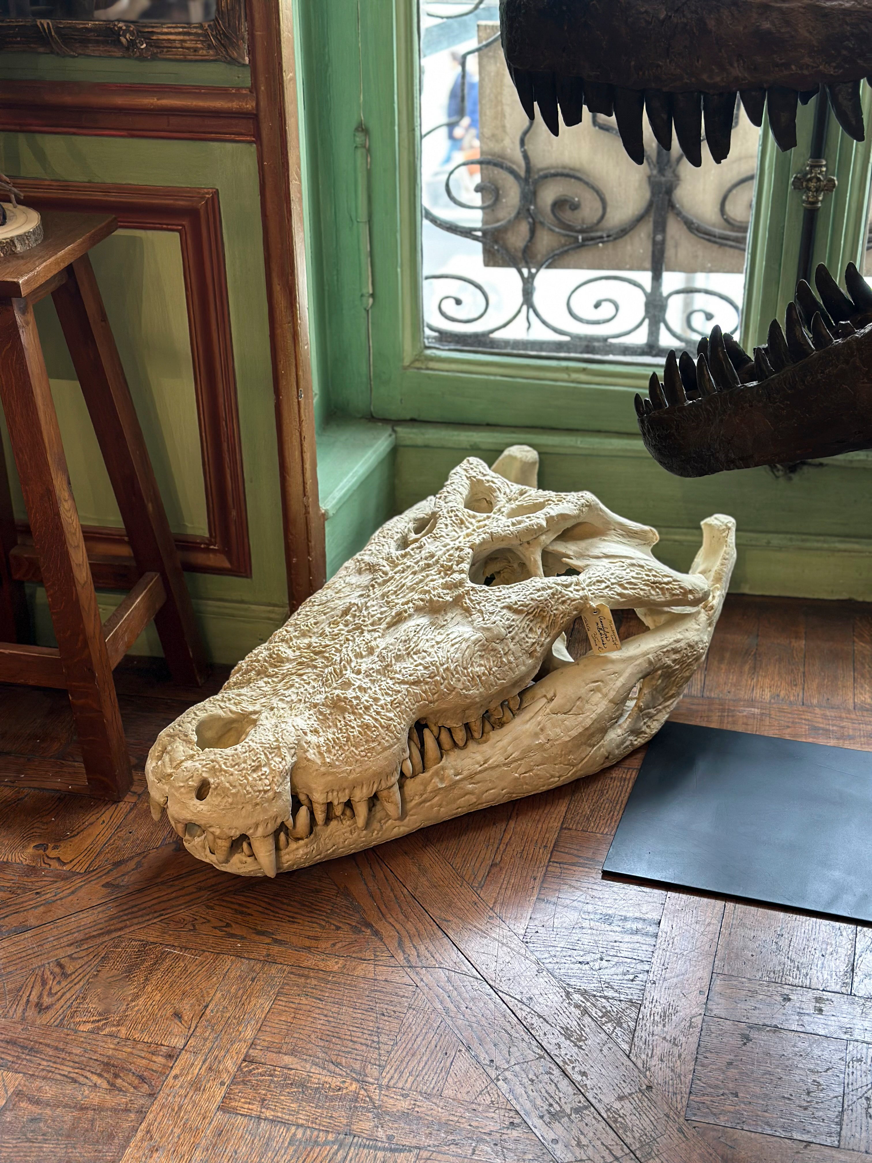 Giant Nile Crocodile Skull, Museum Replica – Deyrolle