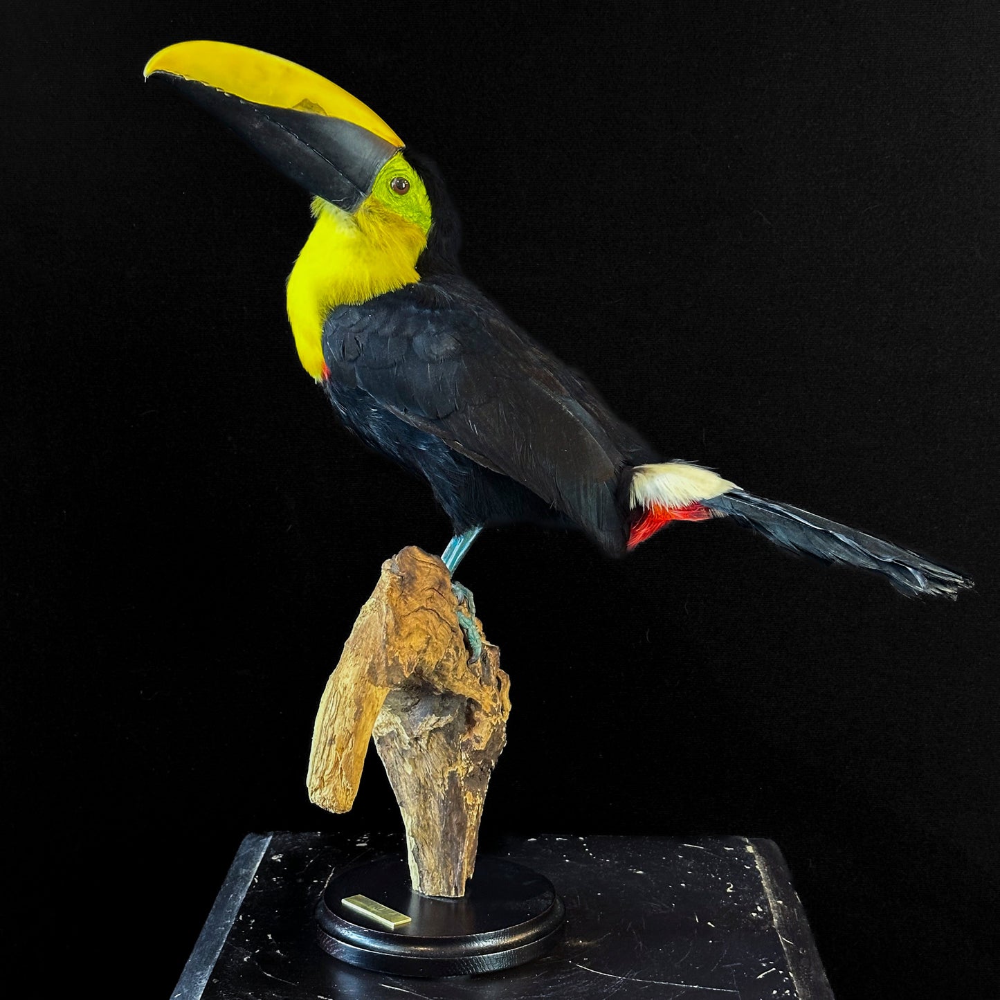 Toucan du Choco