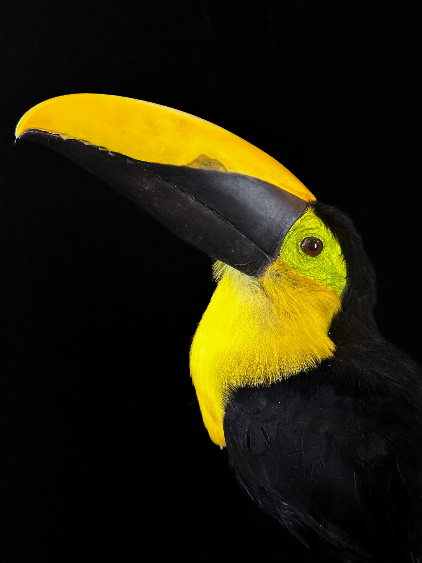Toucan du Choco