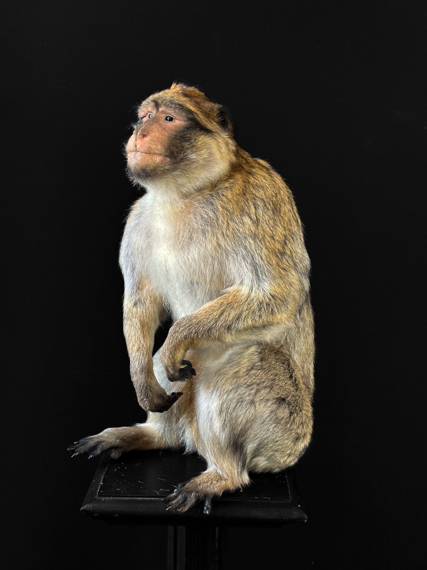 Macaque de Barbarie (Macaca sylvanus)