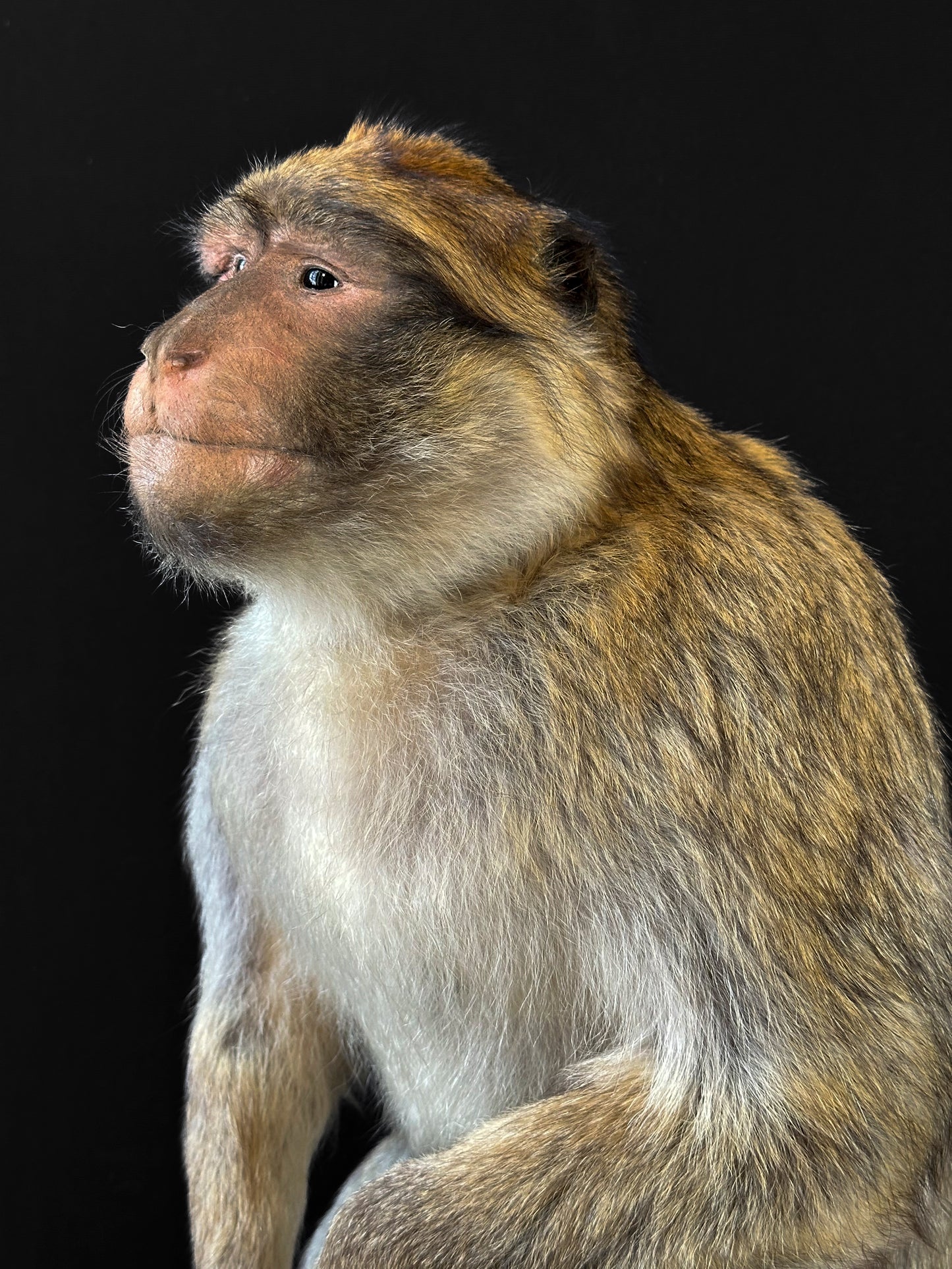 Macaque de Barbarie (Macaca sylvanus)