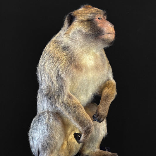 Macaque de Barbarie (Macaca sylvanus)