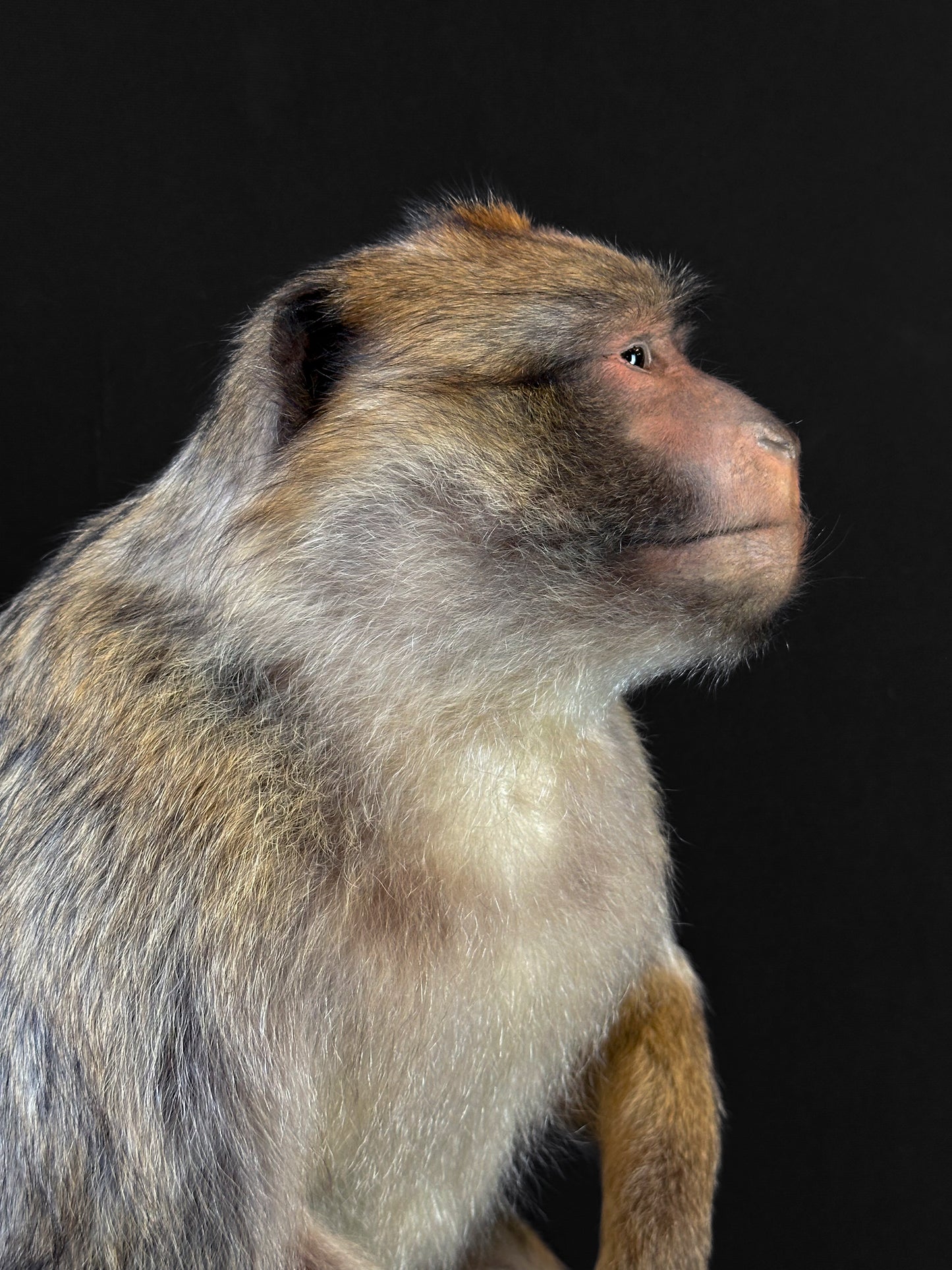Macaque de Barbarie (Macaca sylvanus)