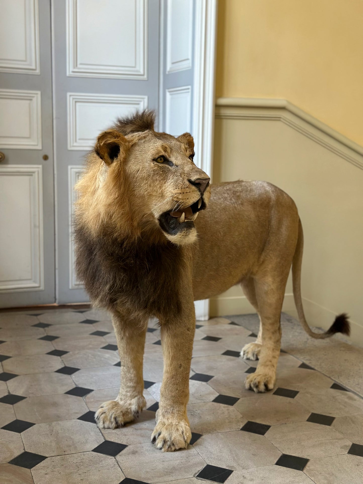 Lion debout