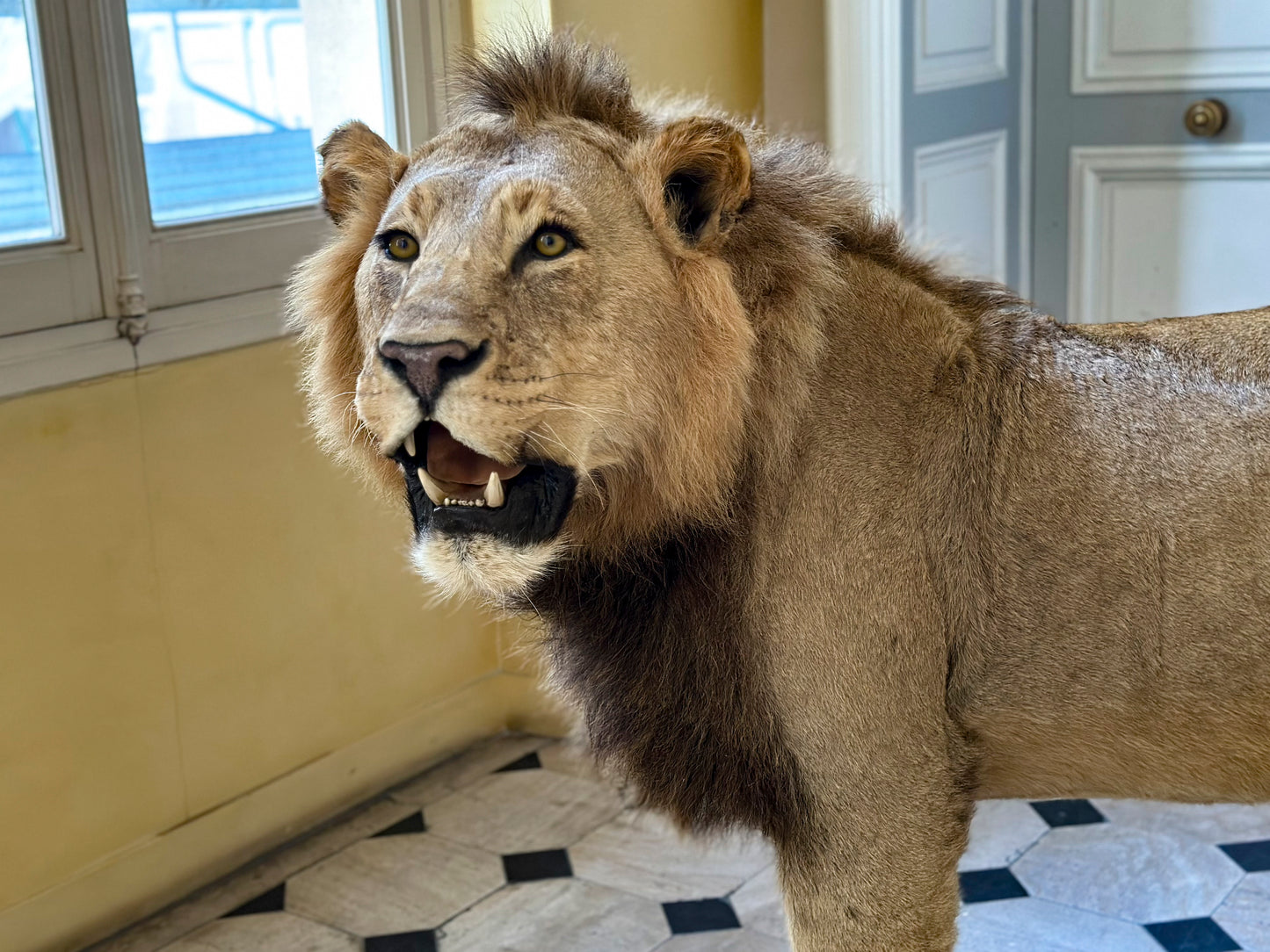 Lion debout
