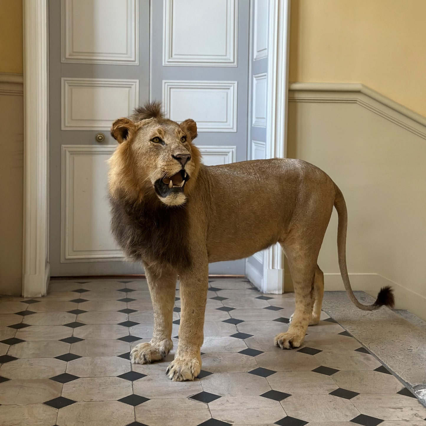 Lion debout
