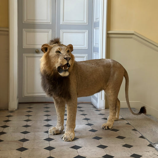 Lion debout