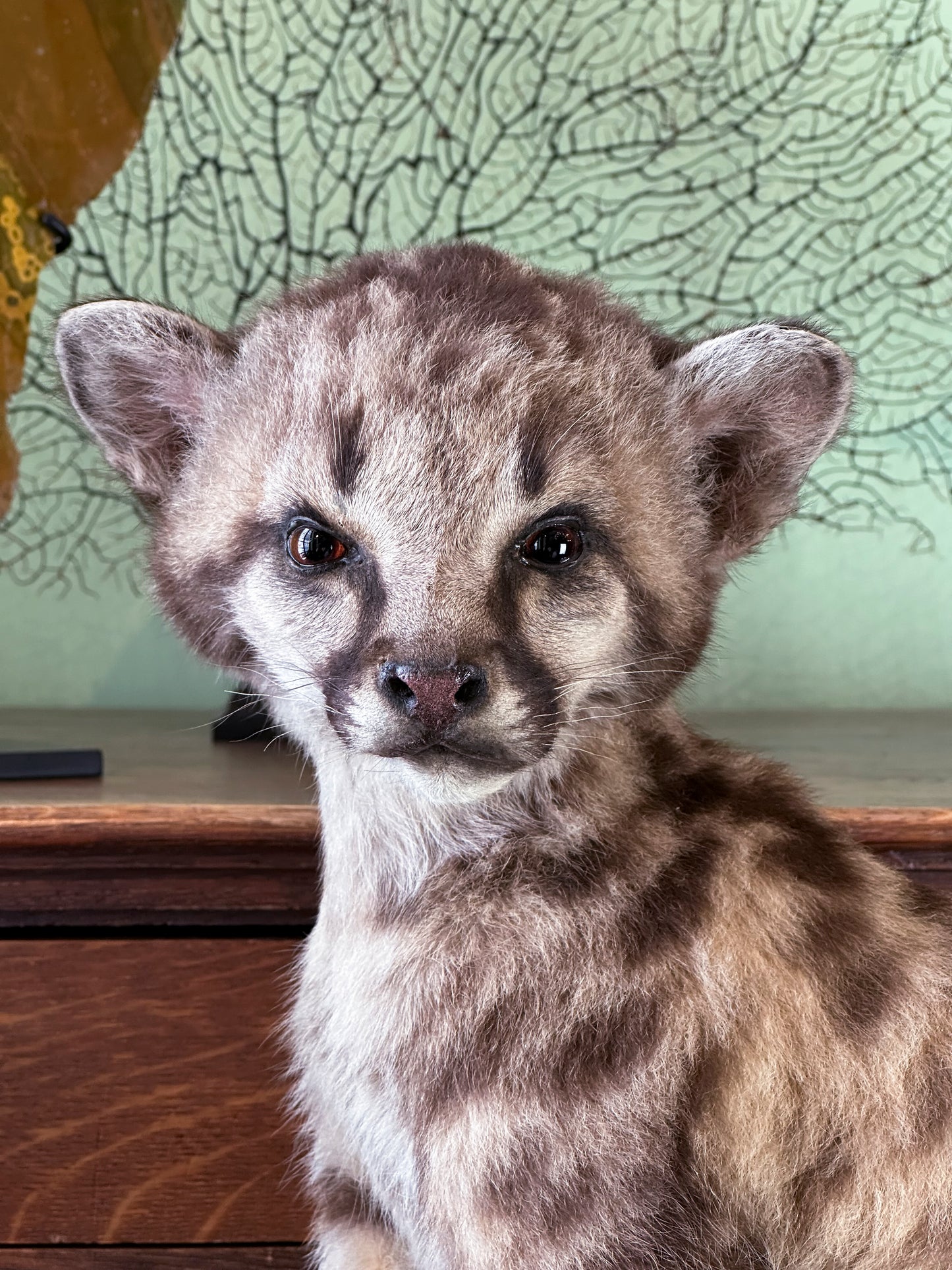 Cougar Juvenile (Puma concolor)
