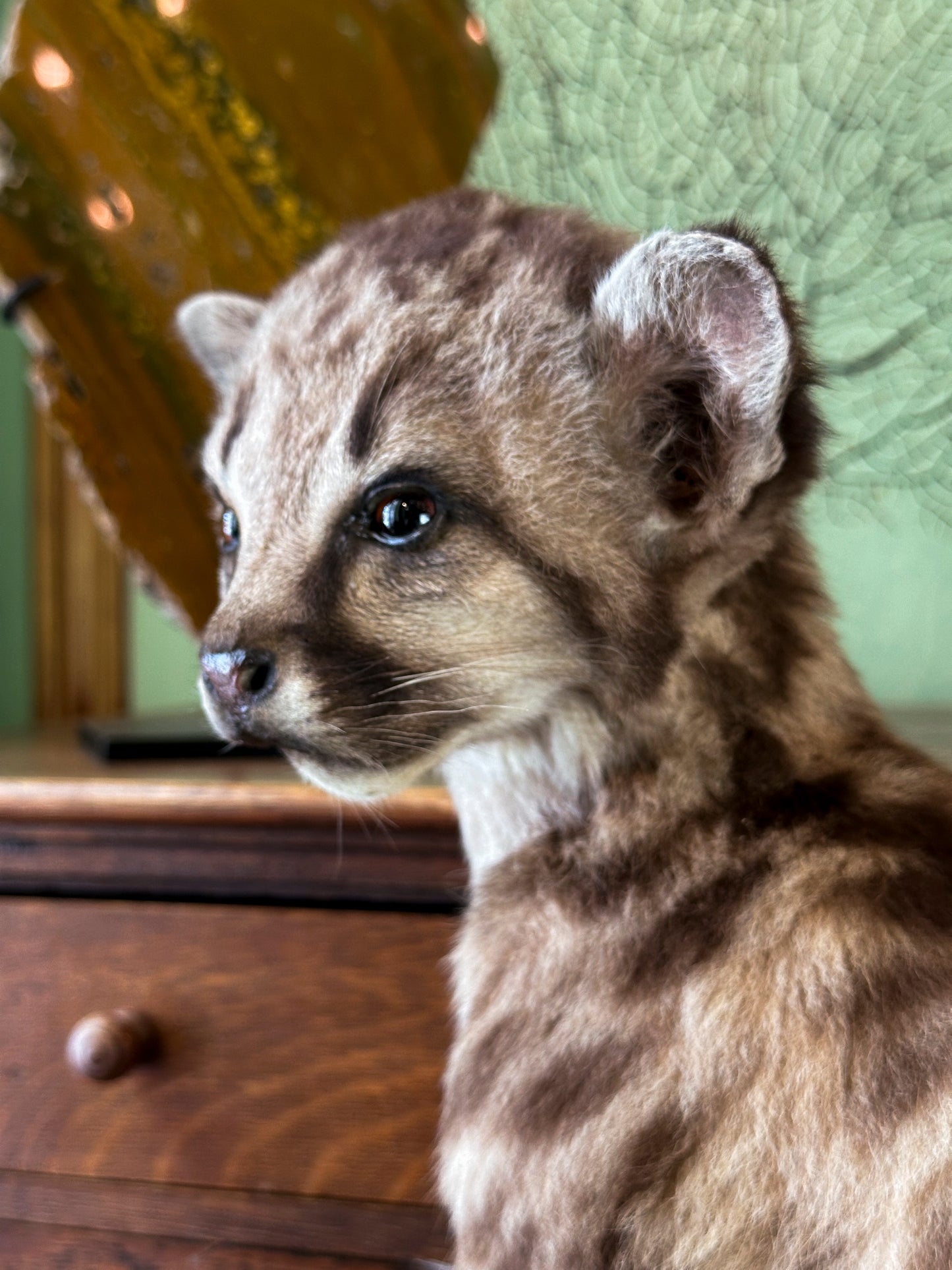 Cougar Juvenile (Puma concolor)