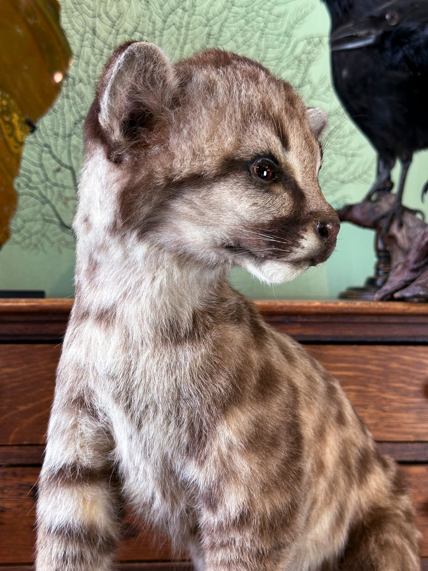 Cougar Juvenile (Puma concolor)