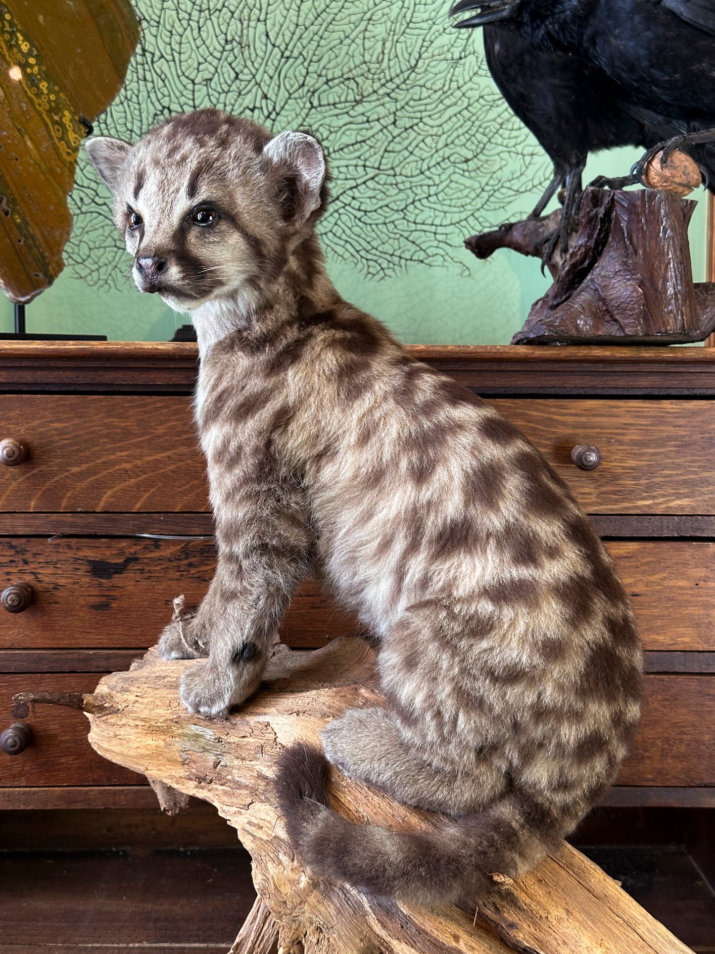 Cougar Juvenile (Puma concolor)