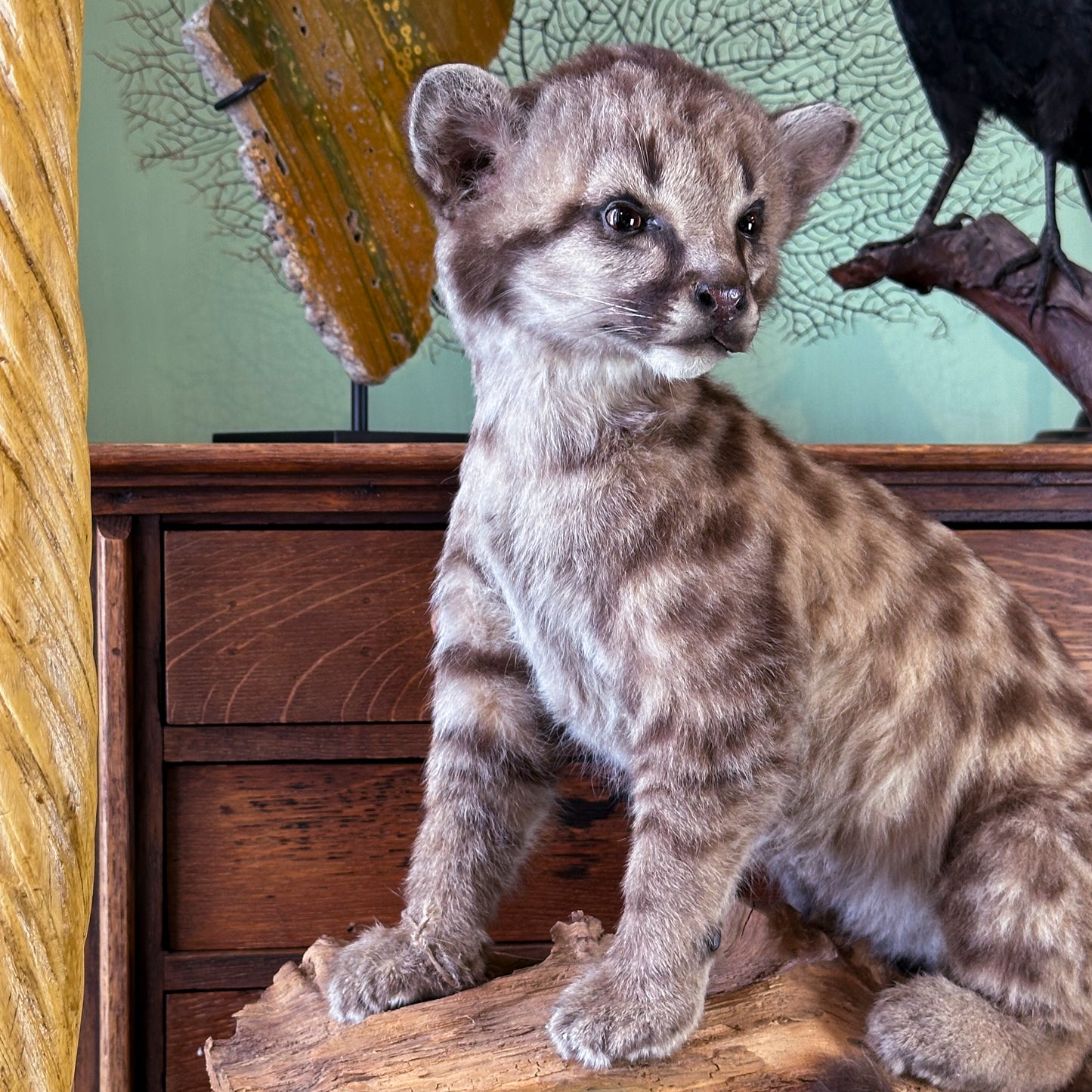Cougar Juvenile (Puma concolor)