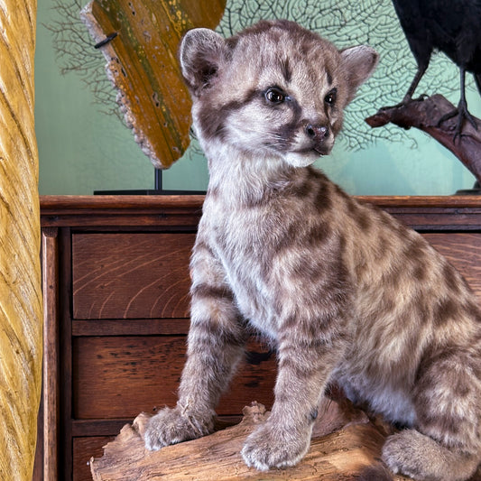 Cougar Juvenile (Puma concolor)