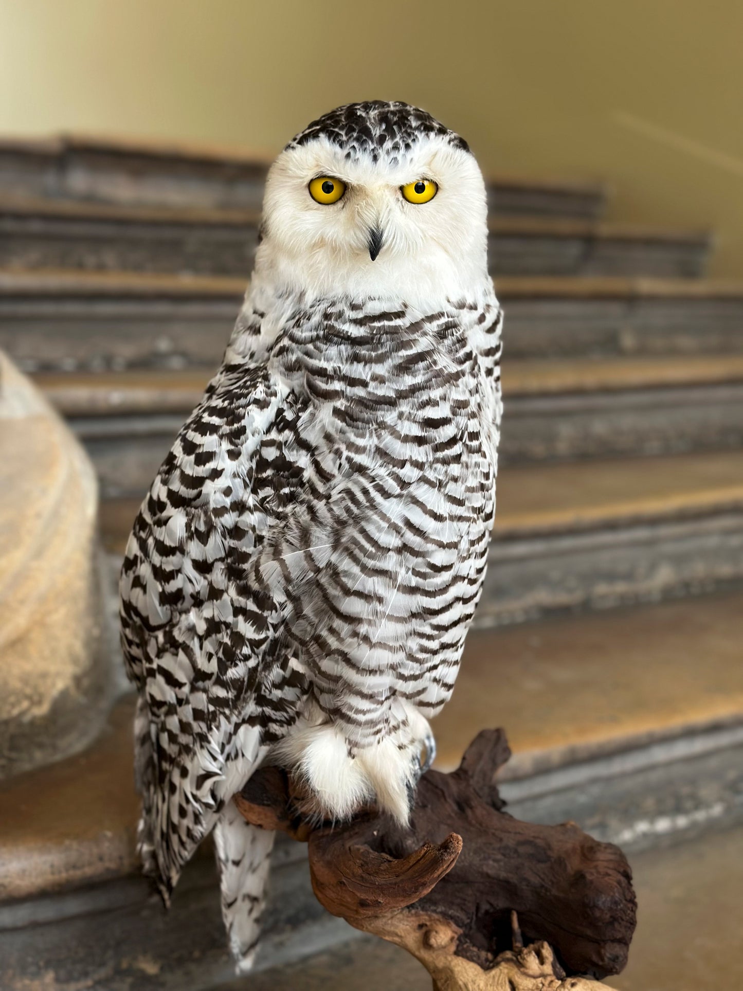 Harfang des neiges femelle (Nyctea scandiaca)
