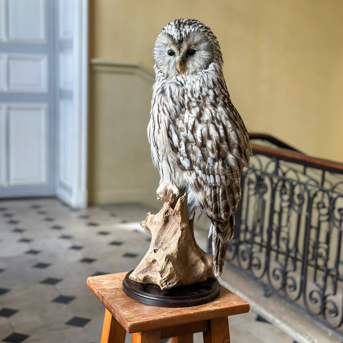 Chouette de l'Oural