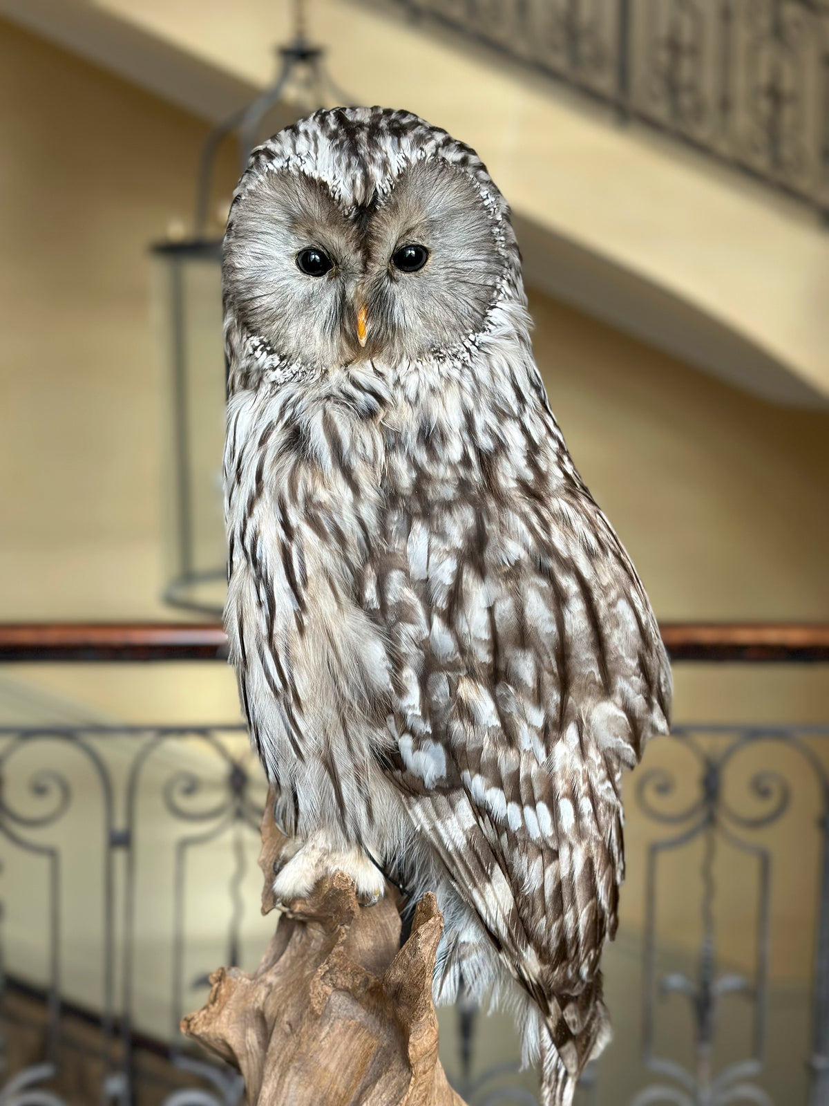 Chouette de l'Oural