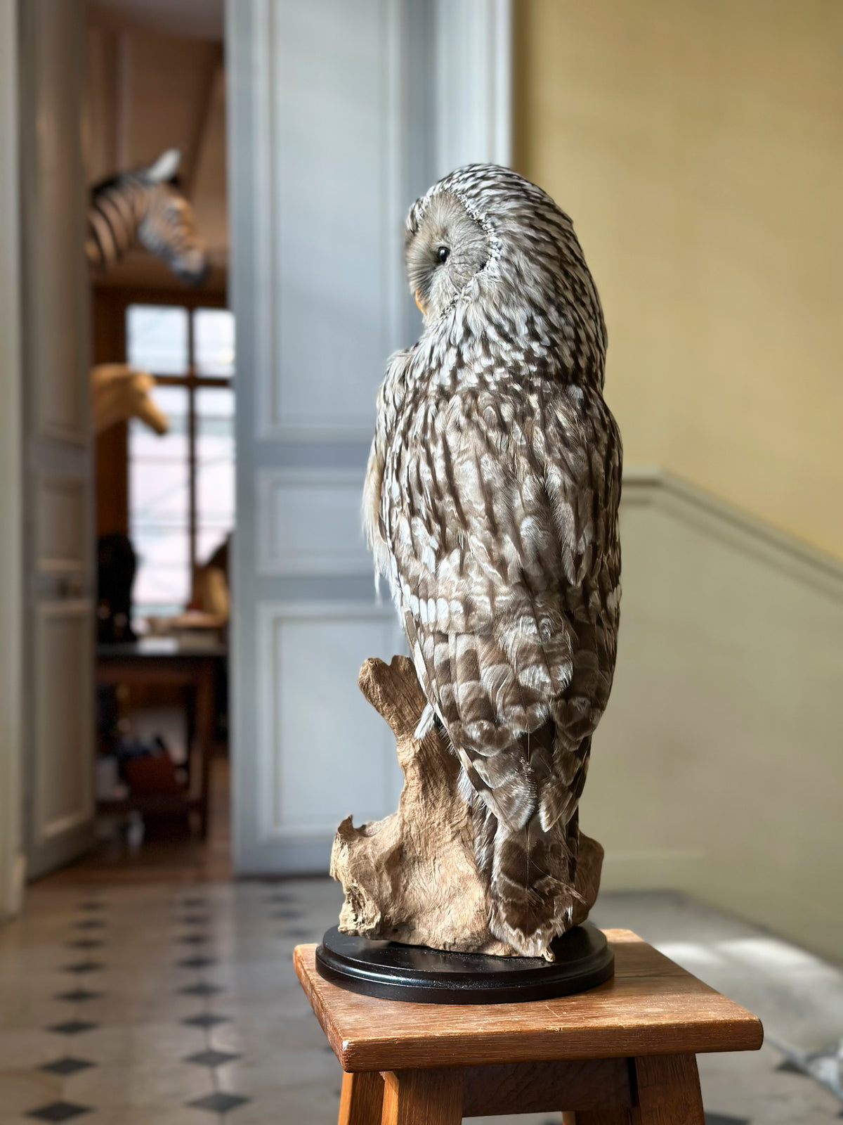 Chouette de l'Oural