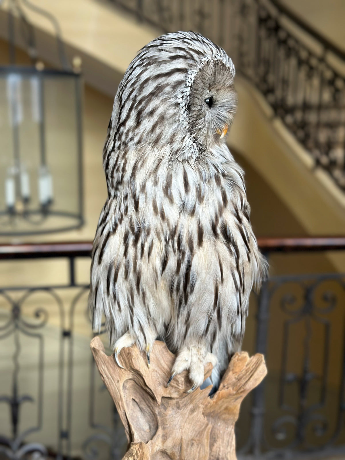 Chouette de l'Oural