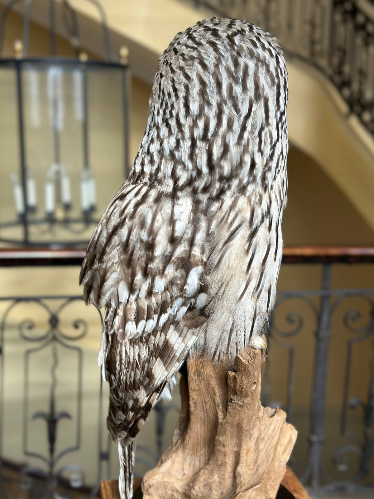 Chouette de l'Oural