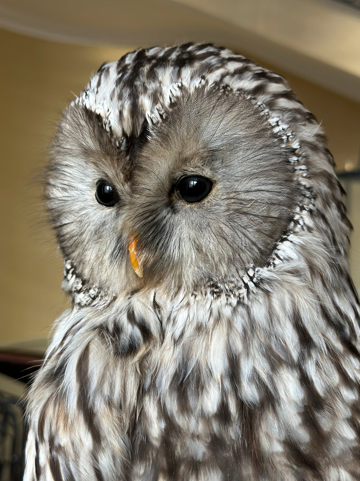 Chouette de l'Oural
