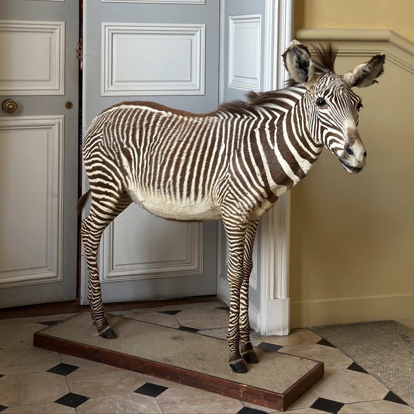 Zebron de Grevy (Equus grevyi)