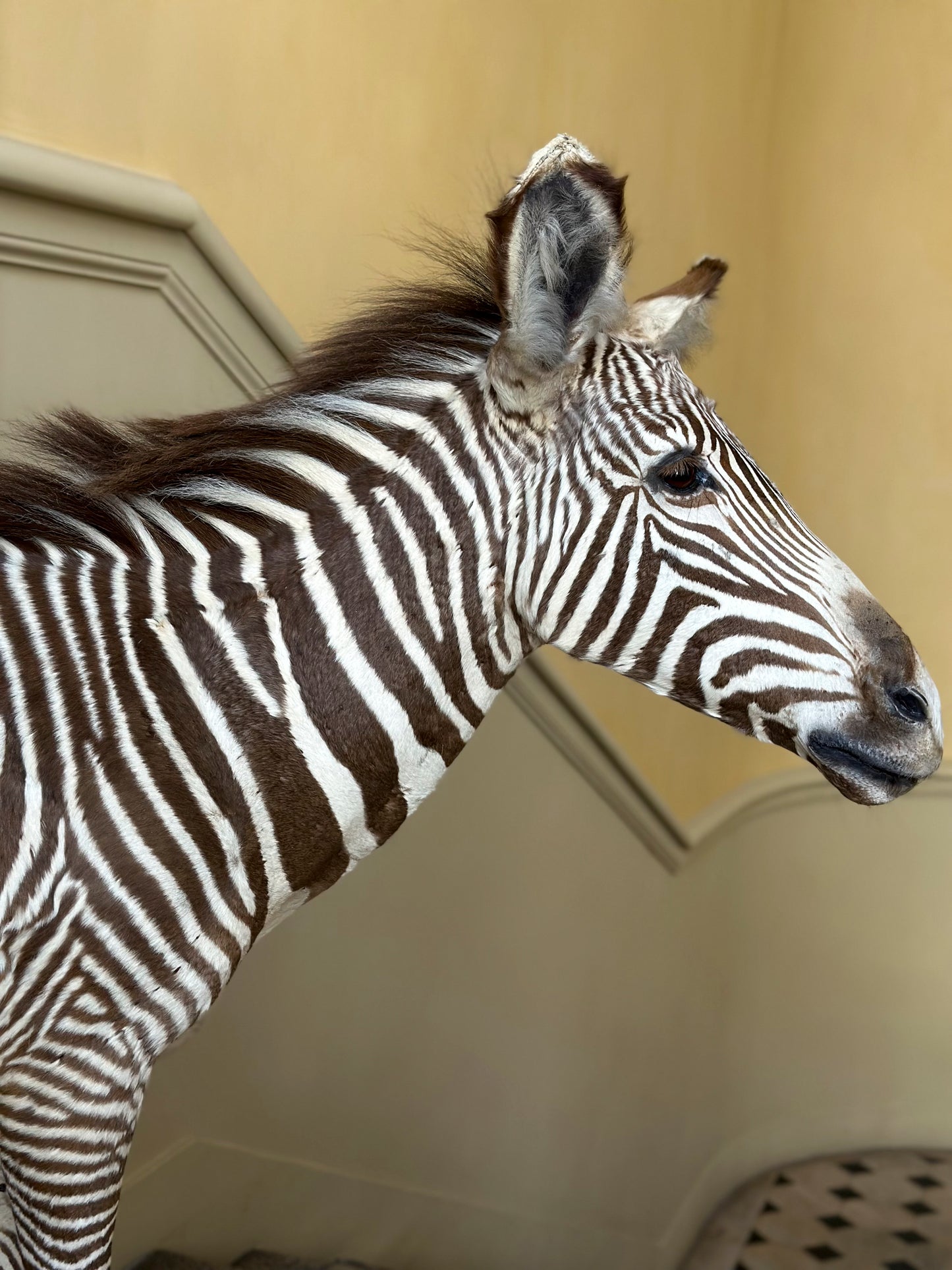 Zebron de Grevy (Equus grevyi)