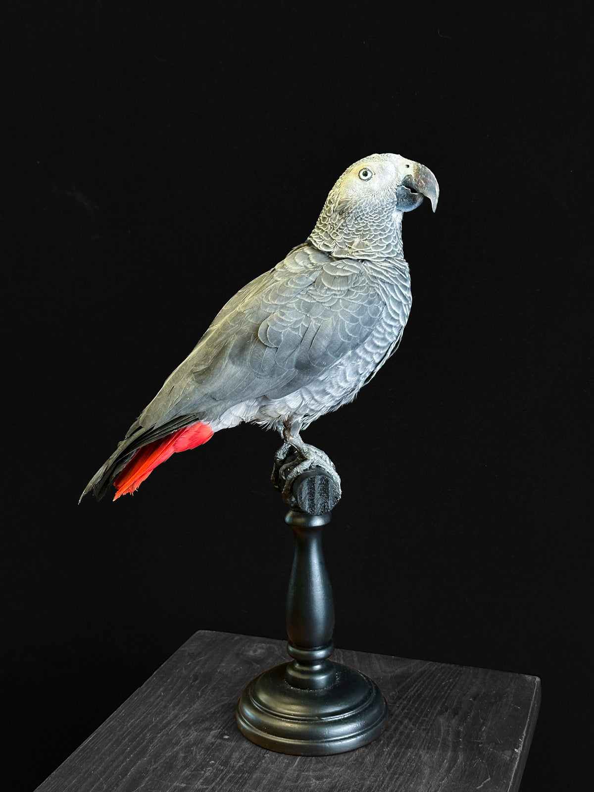 Perroquet jaco