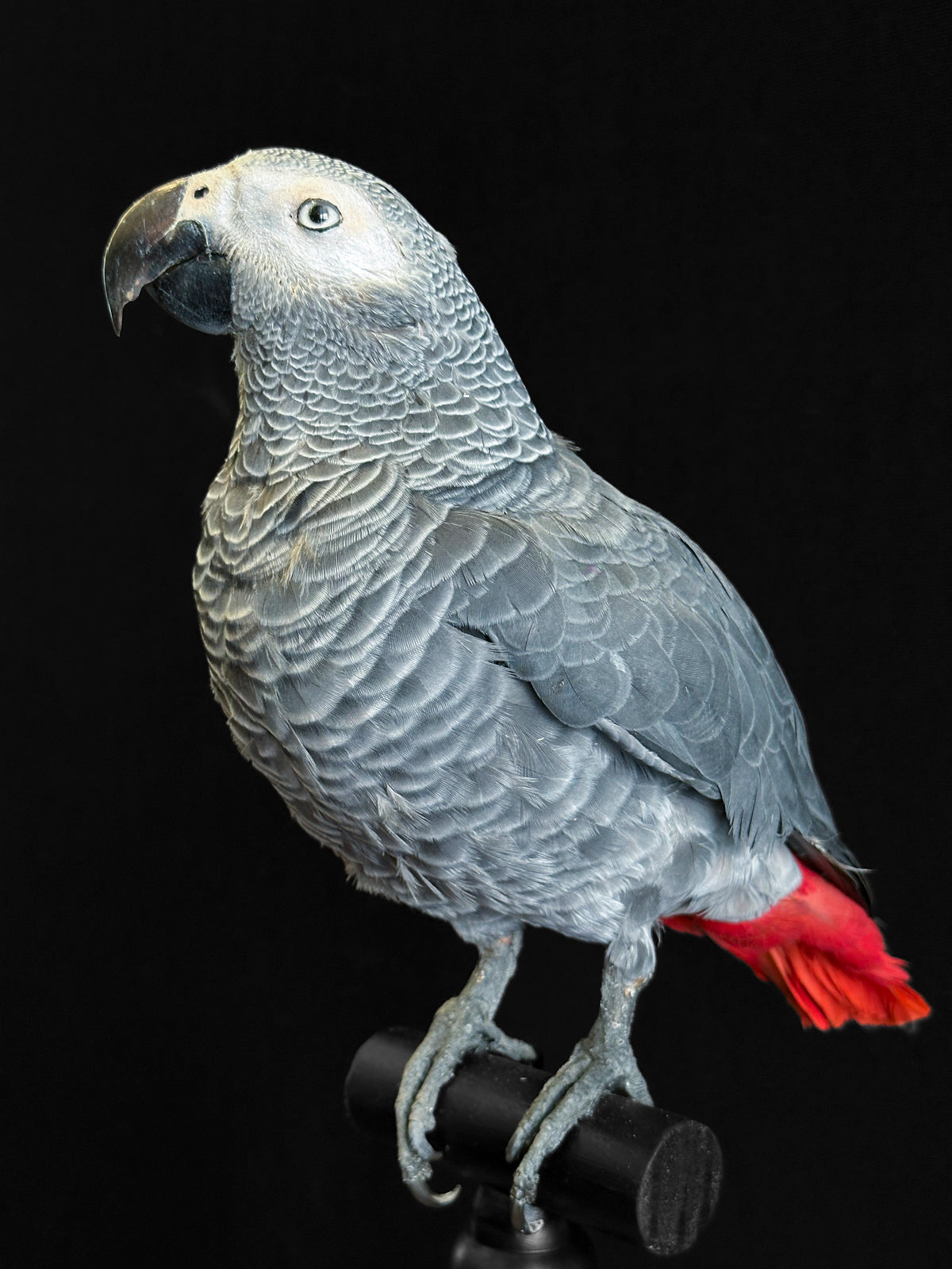 Perroquet jaco