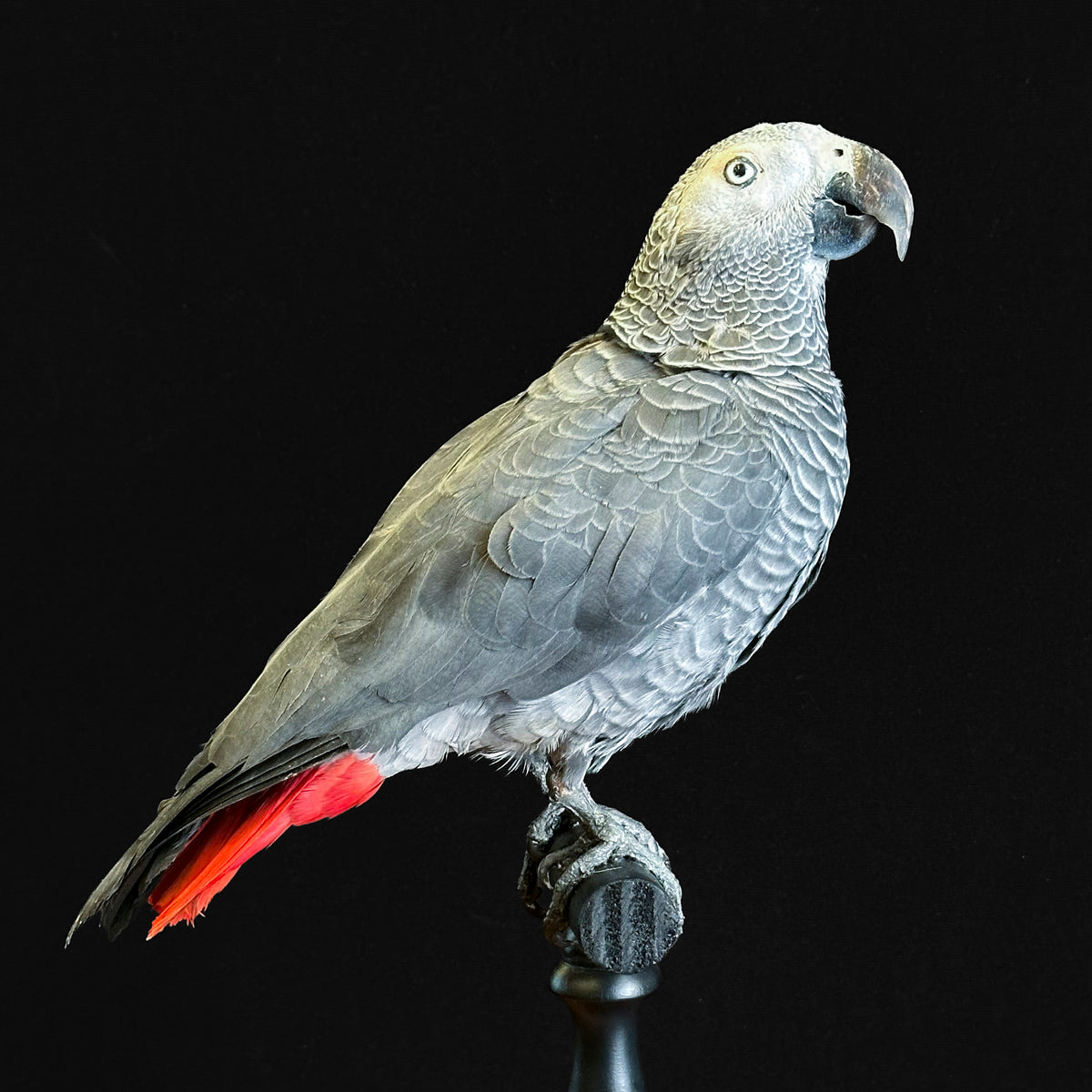 Perroquet jaco
