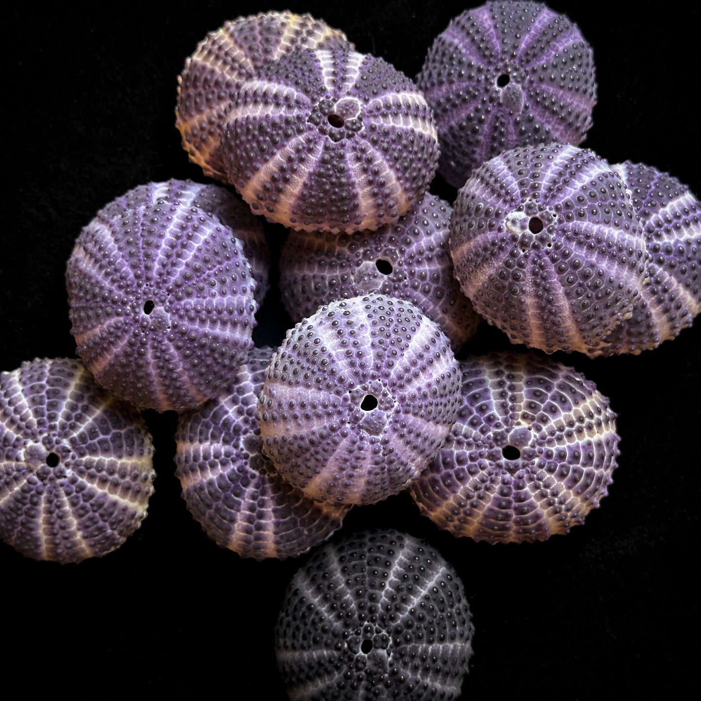 Purple turtle urchin