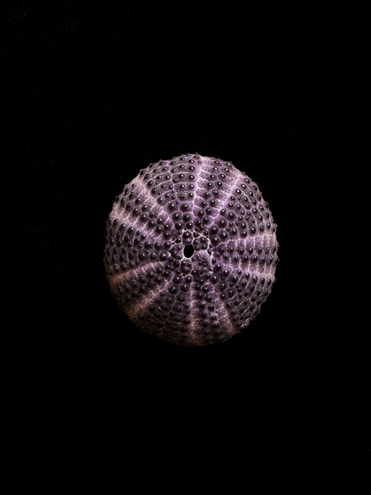 Purple turtle urchin