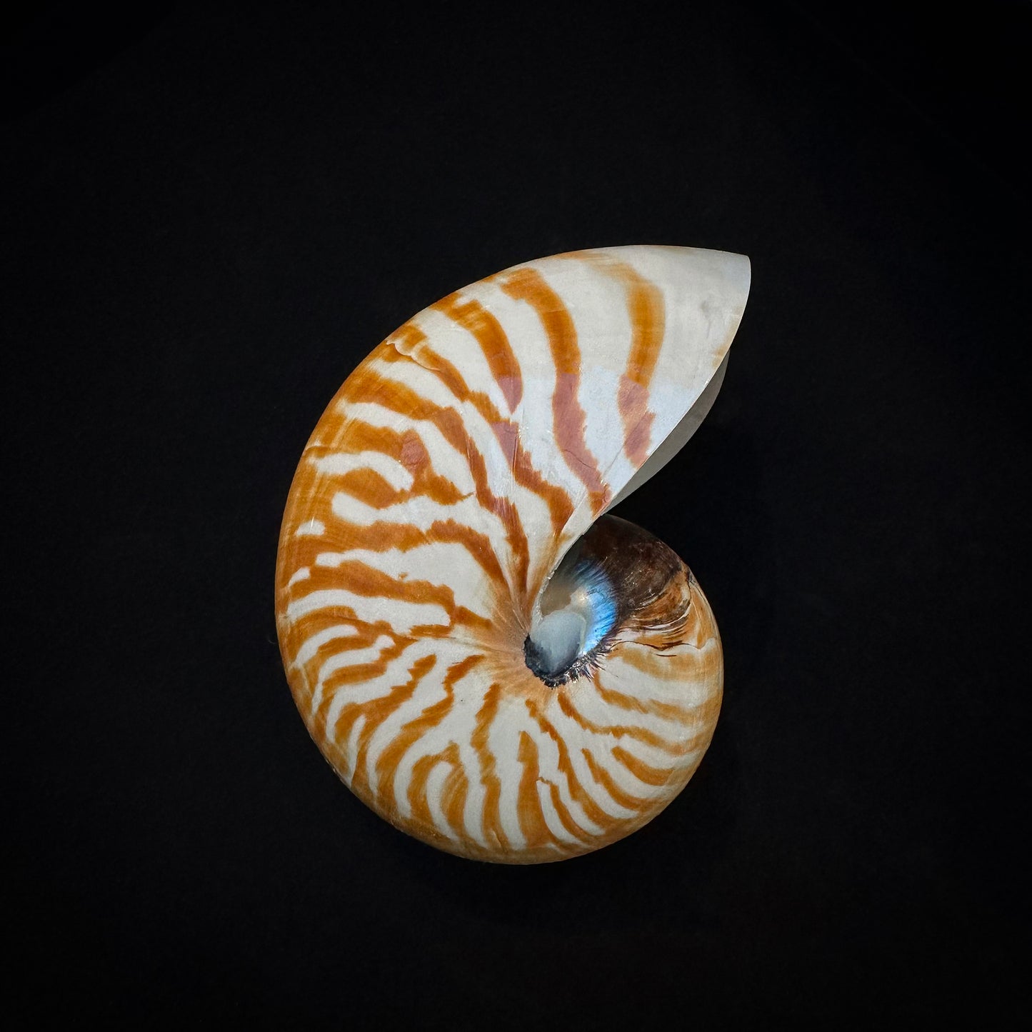 Nautilus pompilius