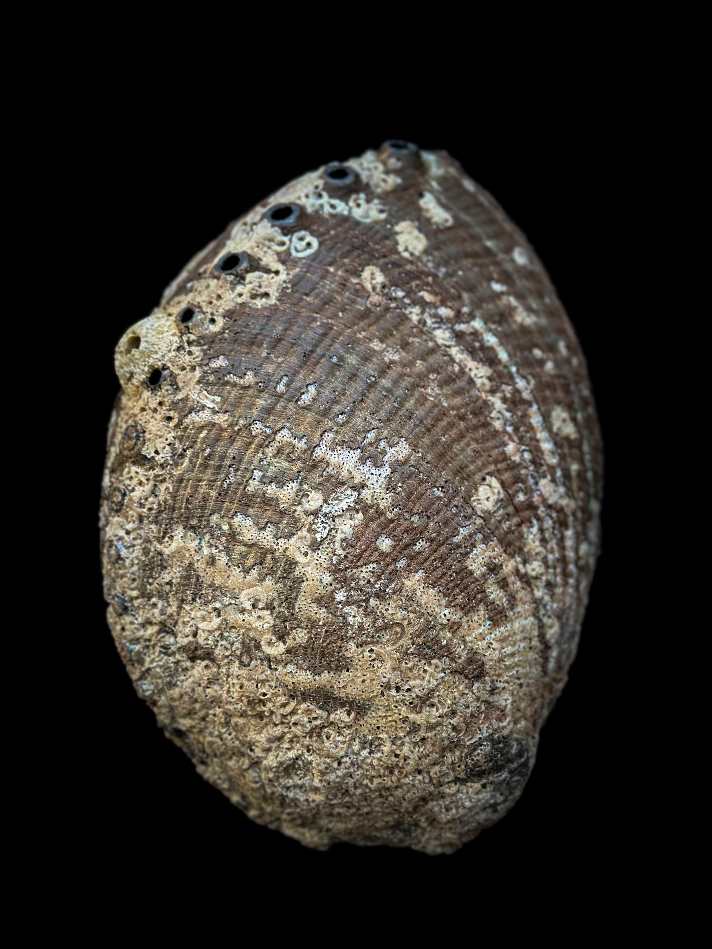 Haliotis fulgens naturel