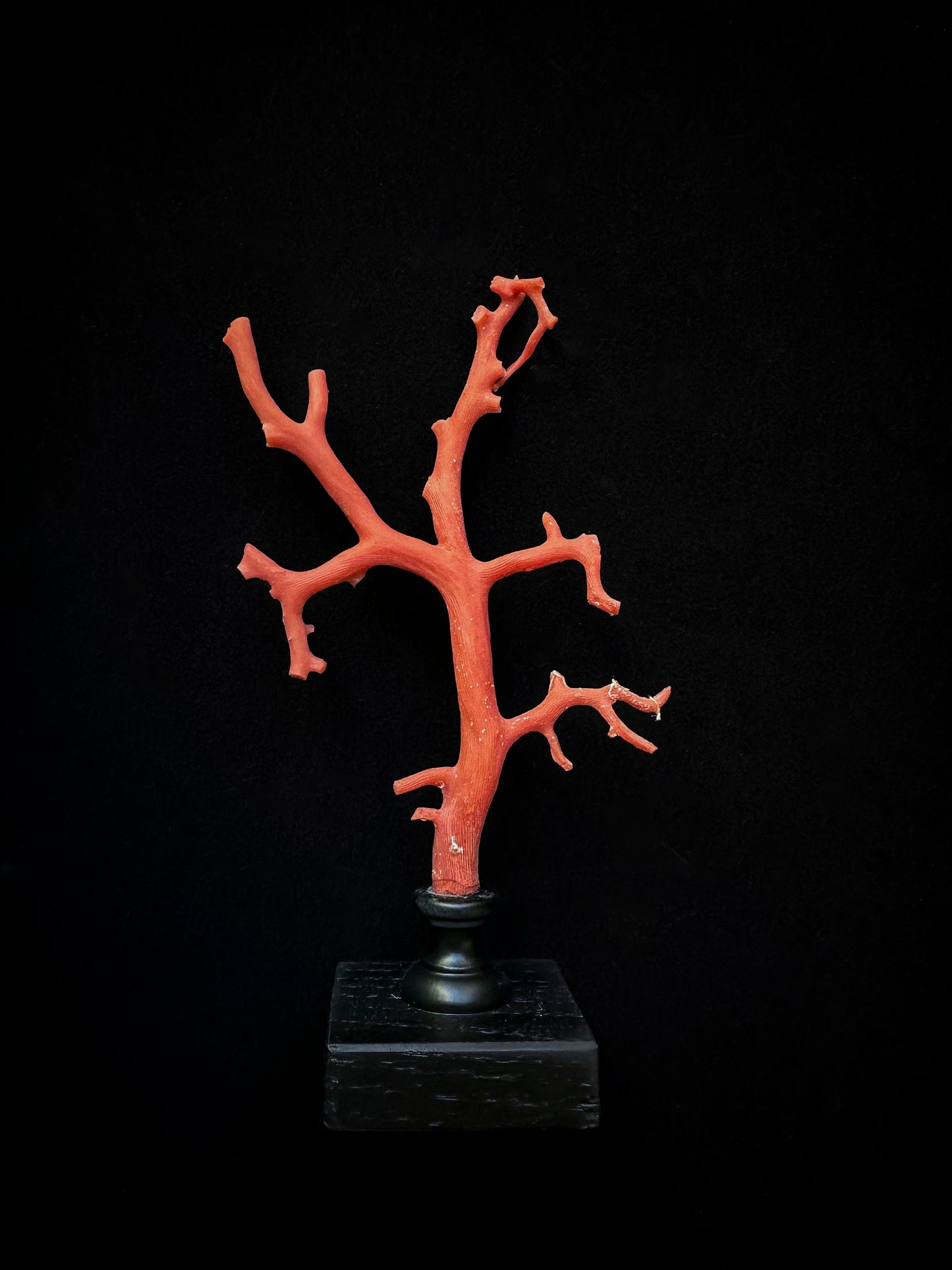 Red coral