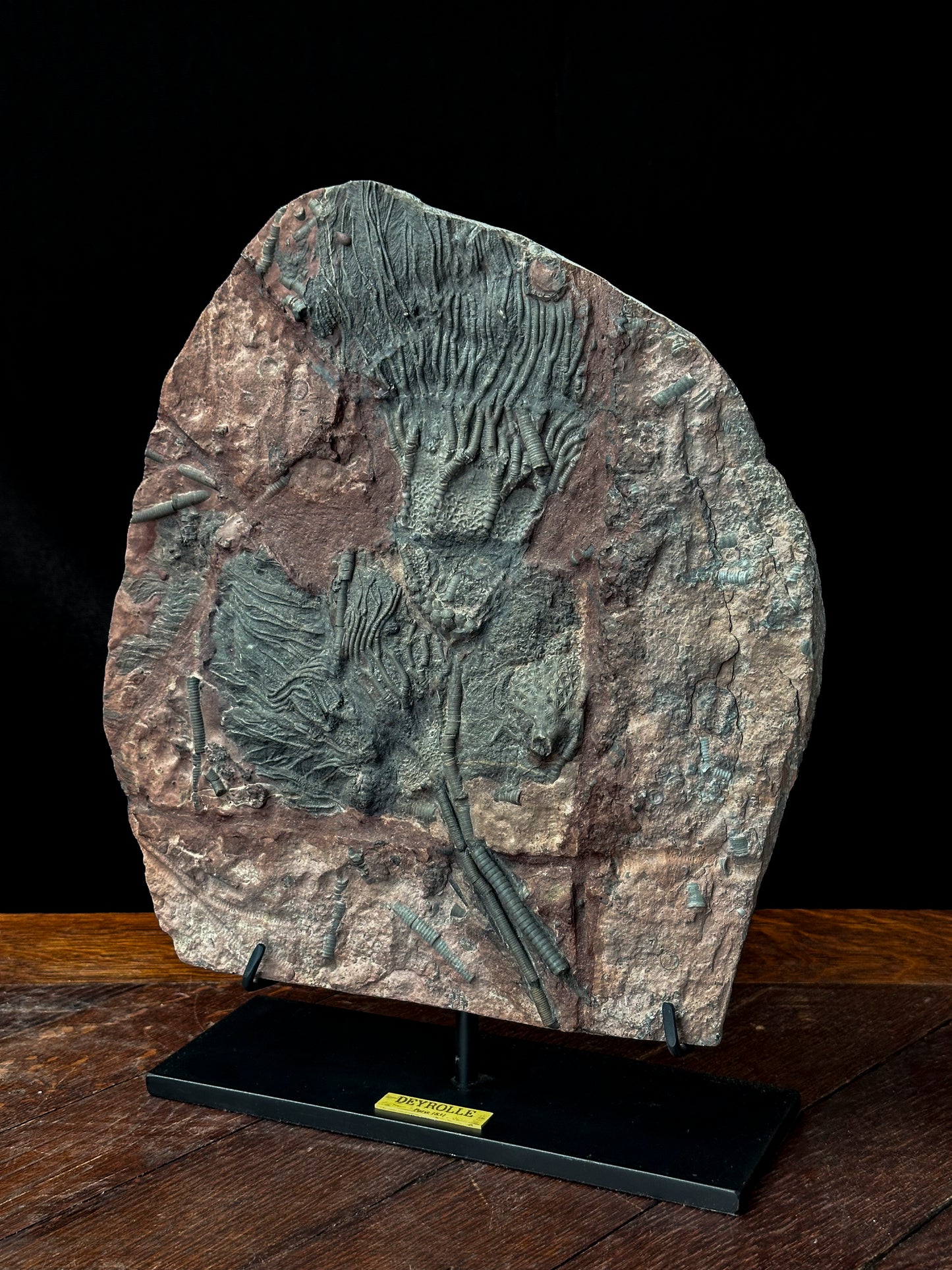 Crinoides fossiles (ordovicienne 490 ma)
