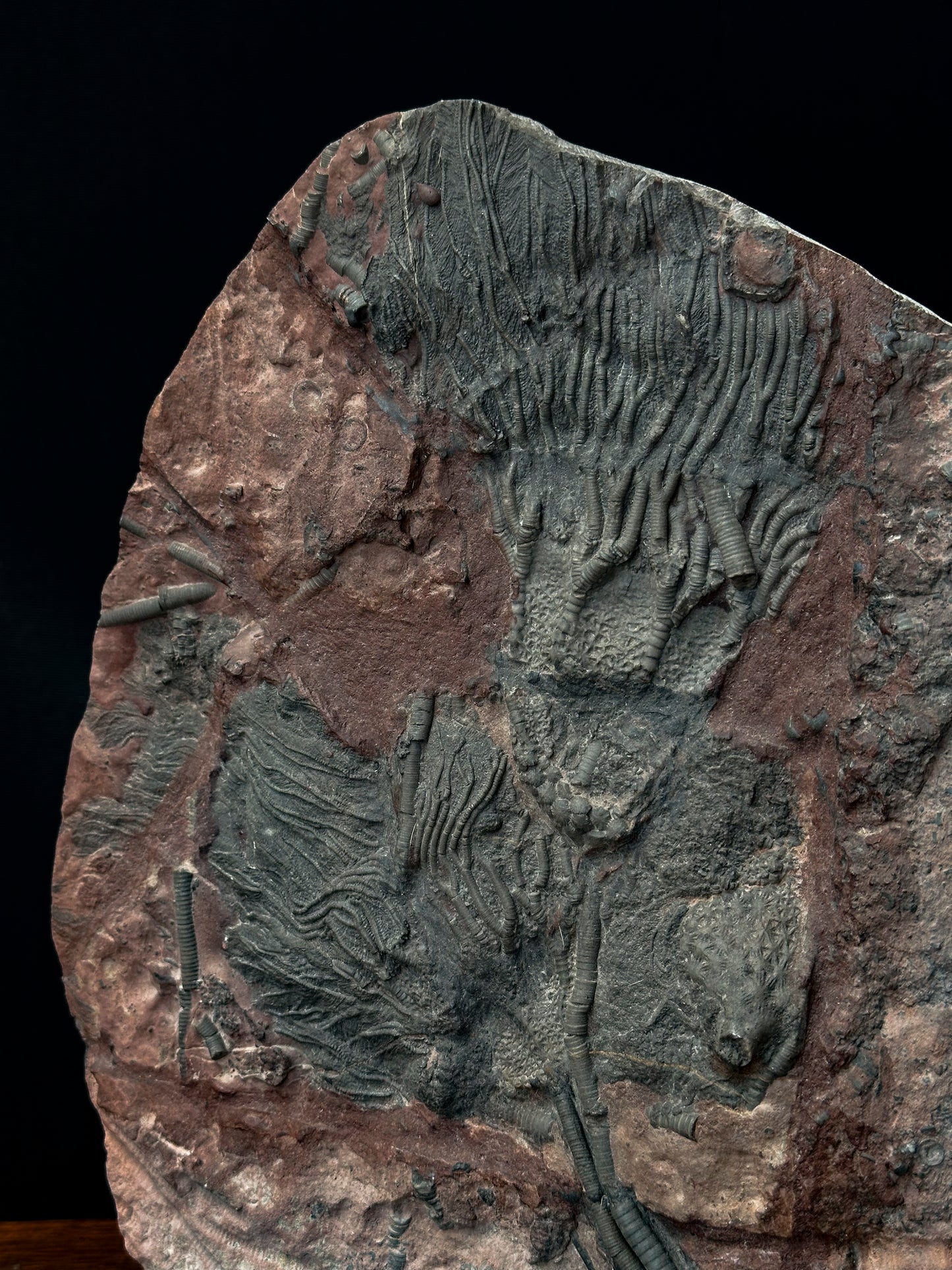 Crinoides fossiles (ordovicienne 490 ma)
