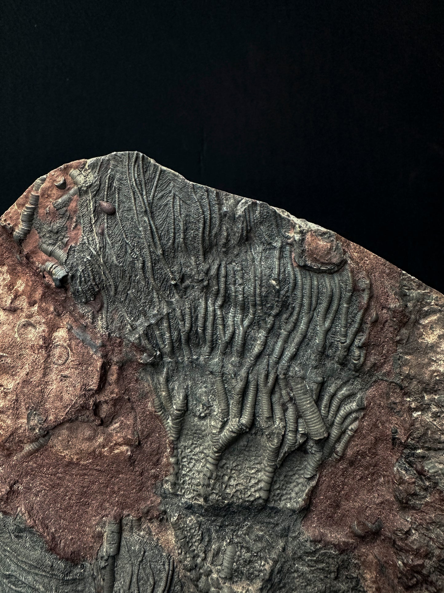 Crinoides fossiles (ordovicienne 490 ma)