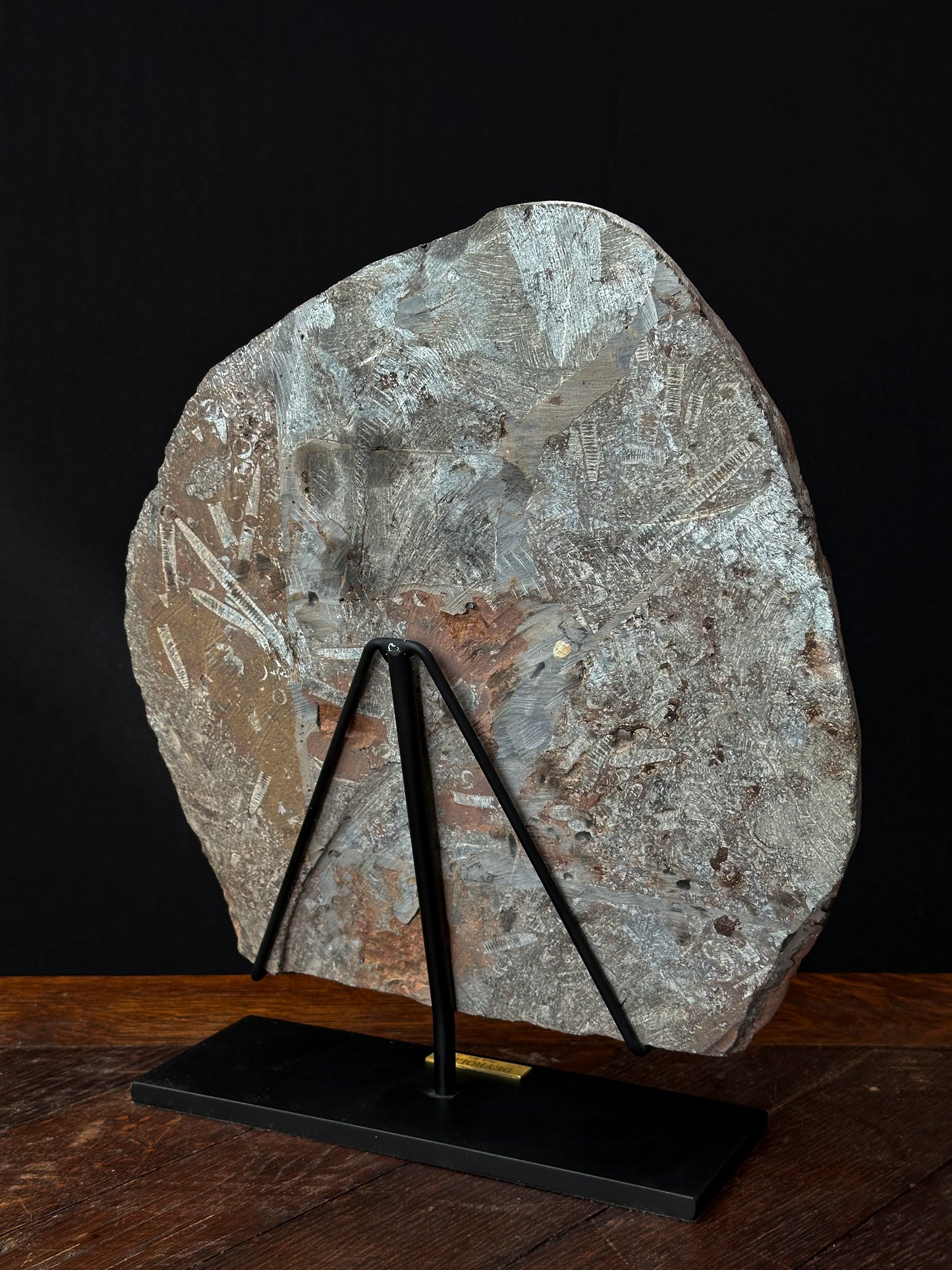 Crinoides fossiles (ordovicienne 490 ma)