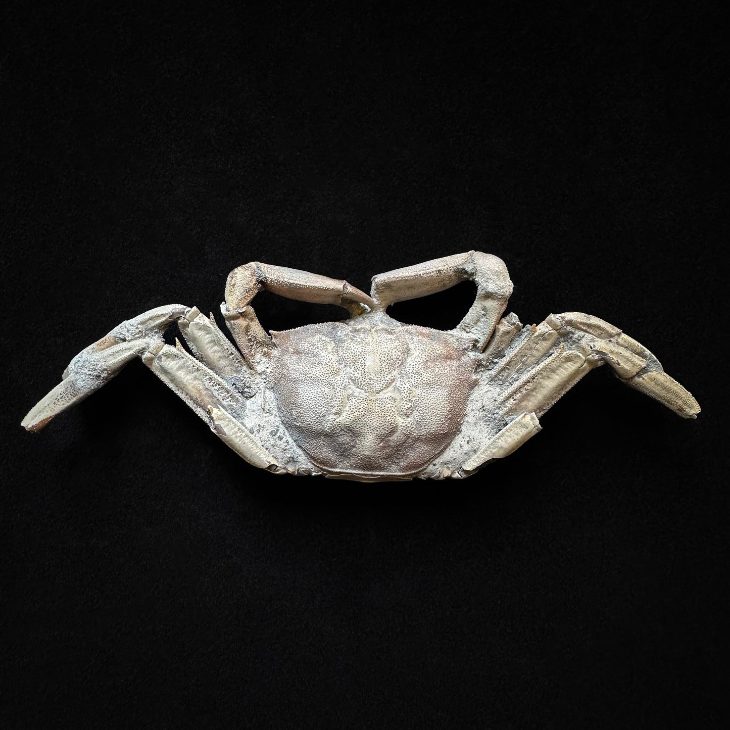 Fossil crab macrophthalmus