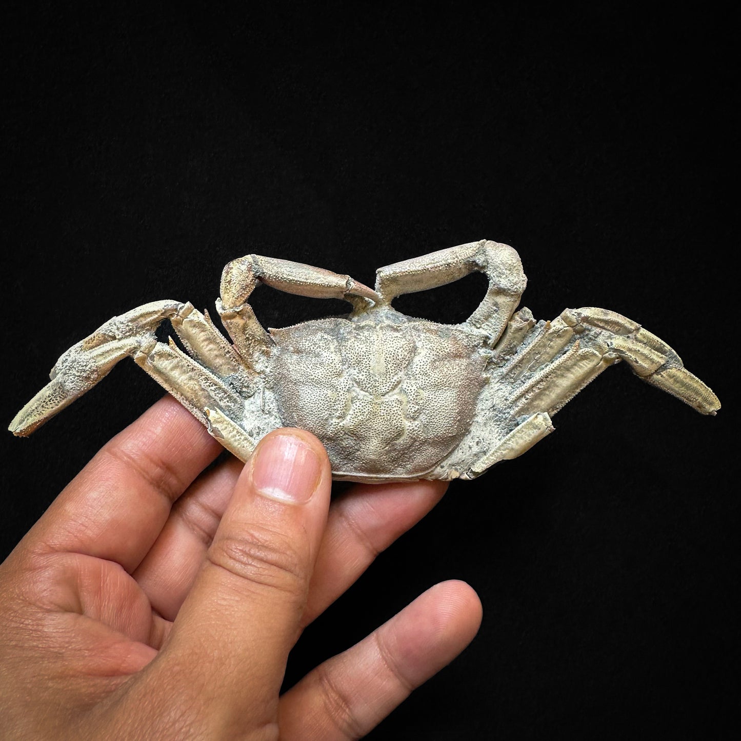 Fossil crab macrophthalmus