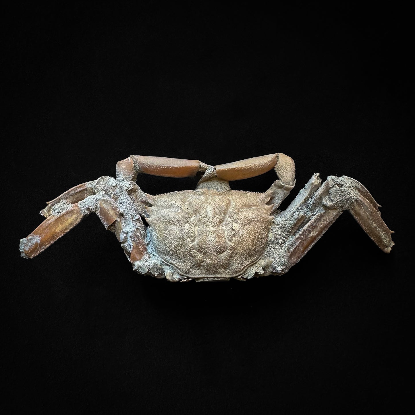 Crabe fossile macrophthalmus